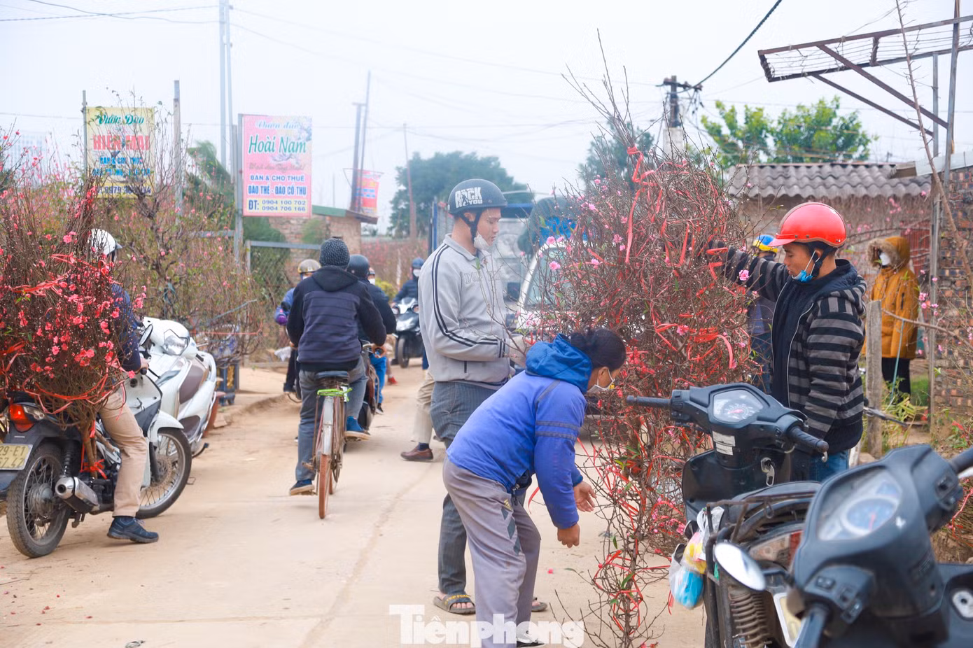 Những ngày cận Tết, không khí tại các vườn đào Nhật Tân khá tấp nập, hối hả và nhộn nhịp.