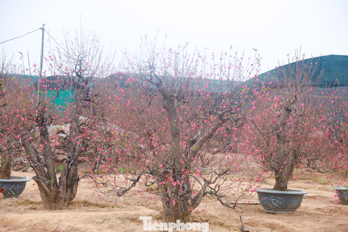Sắc thắm của hoa đào khiến cho không khí Tết trở nên rộn ràng, ấm áp hơn.