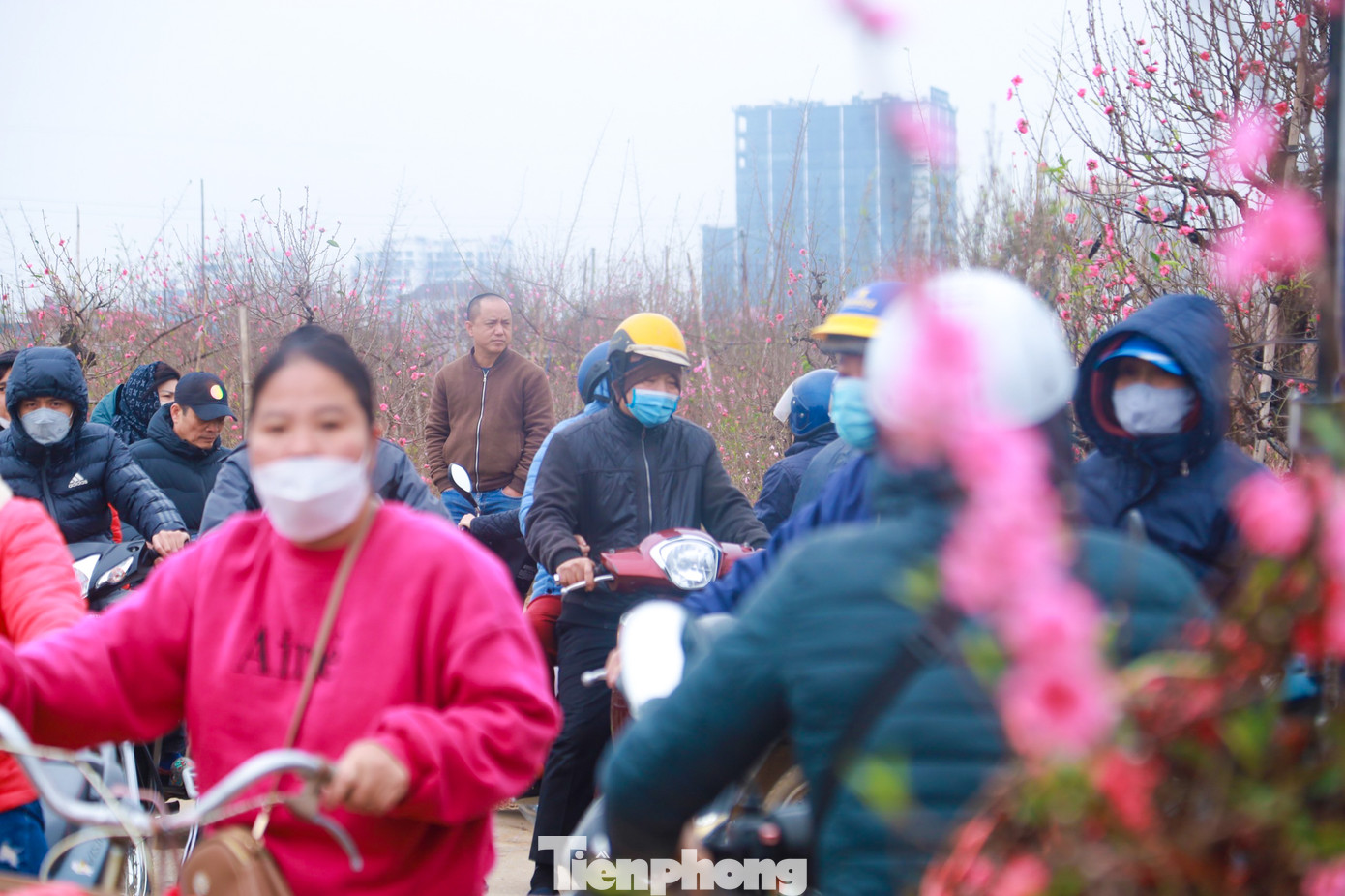 Nhiều người dân đã tìm về những vườn đào tại đây để tận hưởng không khí Tết đang cận kề.