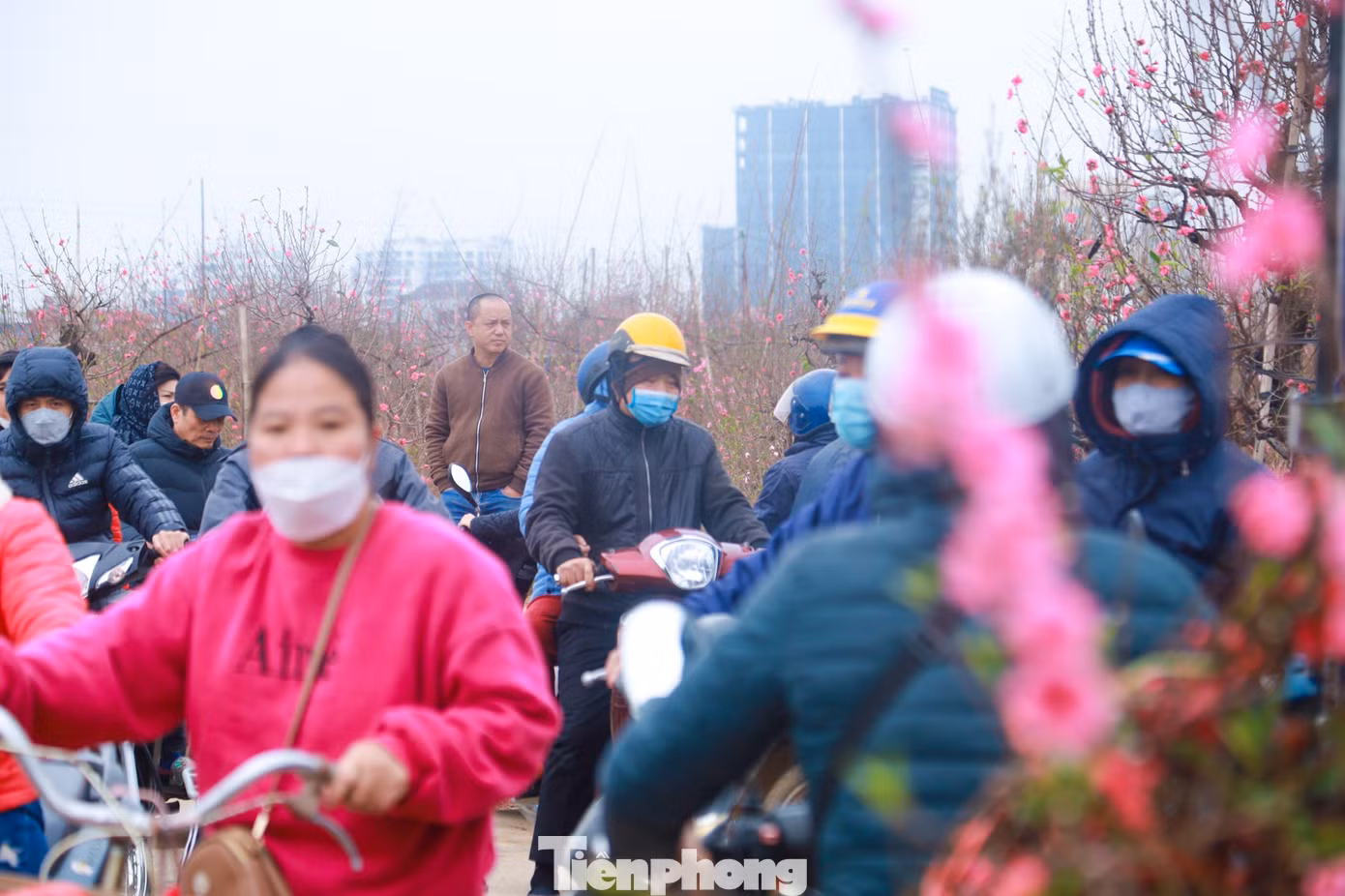 Nhiều người dân đã tìm về những vườn đào tại đây để tận hưởng không khí Tết đang cận kề.