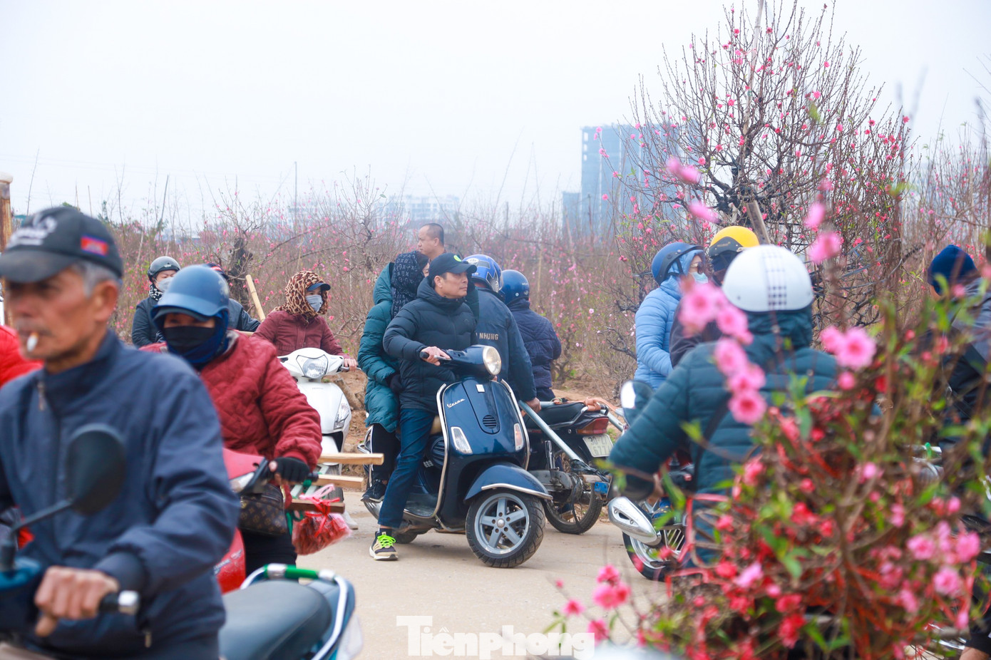 Khung cảnh tấp nập, nhộn nhịp người mua kẻ bán tại "thủ phủ" đào Nhật Tân những ngày cận Tết.