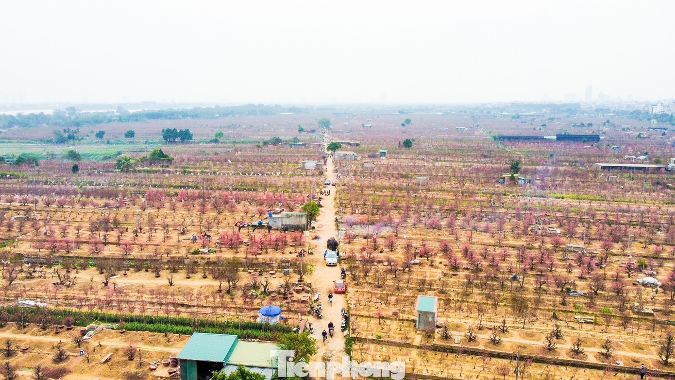 Đào ở đây nổi tiếng với những cánh hoa to, đẹp và dày mà không vùng nào có được, trở thành "thương hiệu" mang nét đặc trưng riêng.