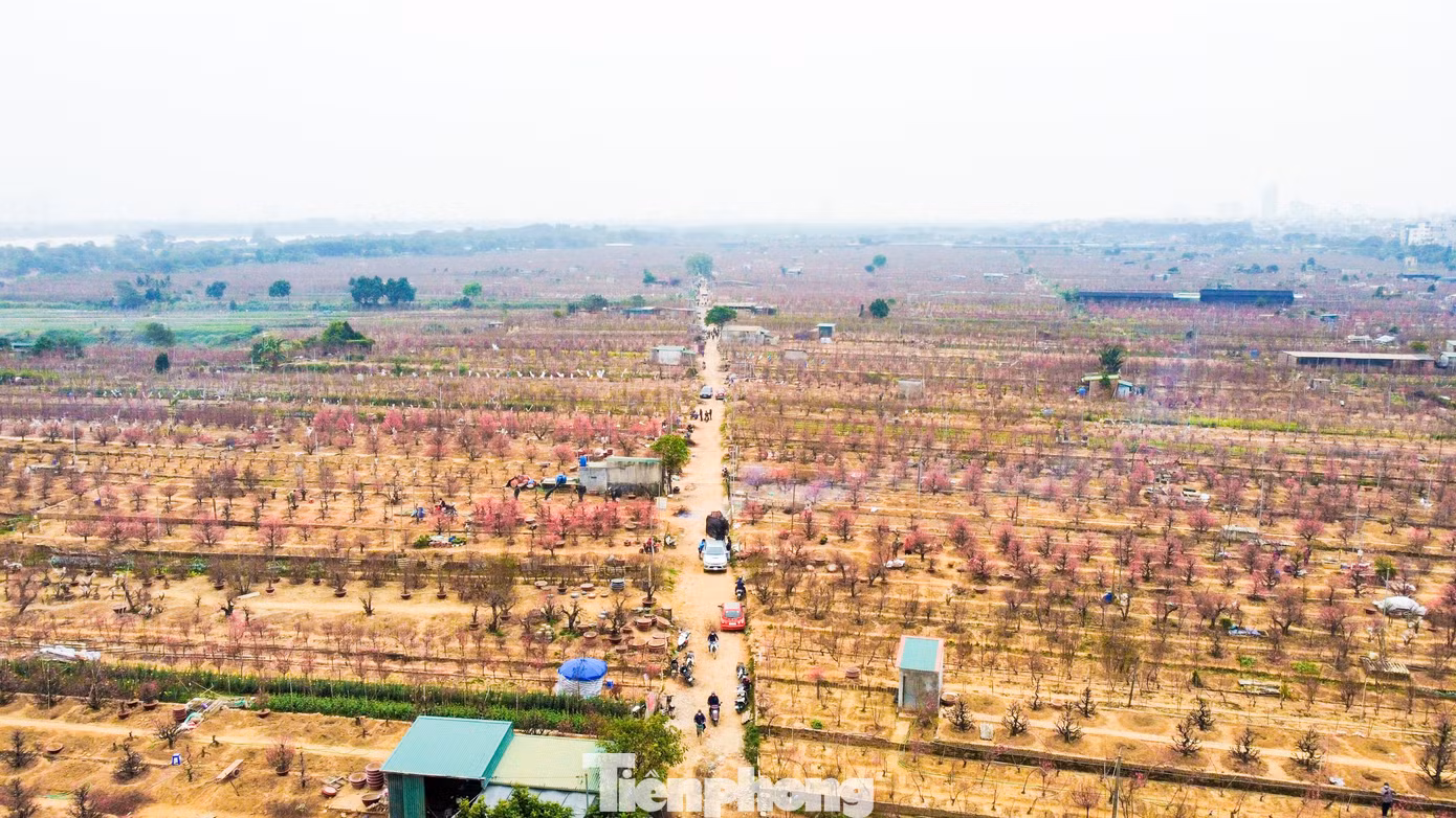 Đào ở đây nổi tiếng với những cánh hoa to, đẹp và dày mà không vùng nào có được, trở thành "thương hiệu" mang nét đặc trưng riêng.
