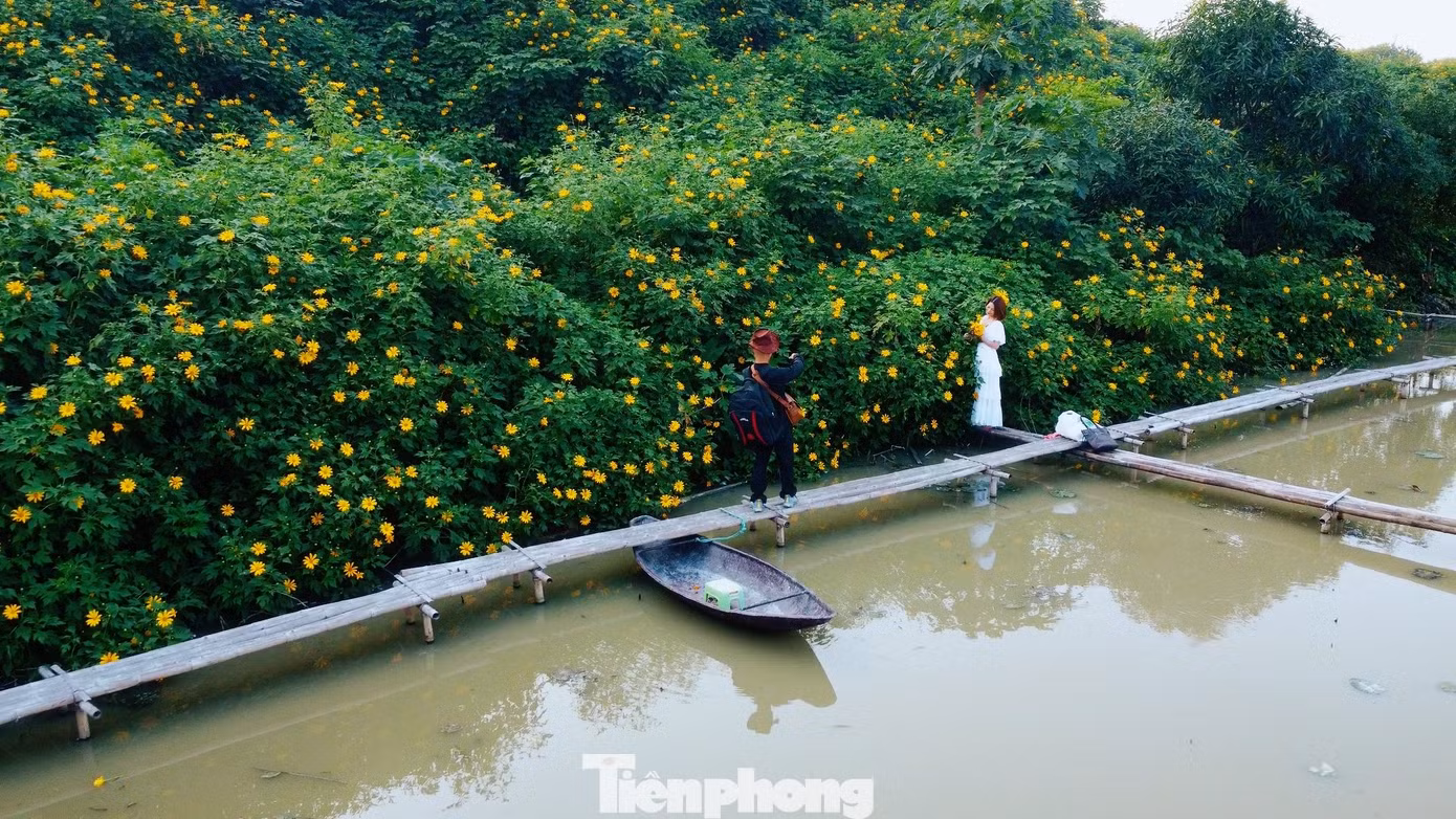 Những bông hoa dã quỳ nở rộ nhìn xa như bức tường vàng rực rỡ khiến nhiều người mê mẩn.