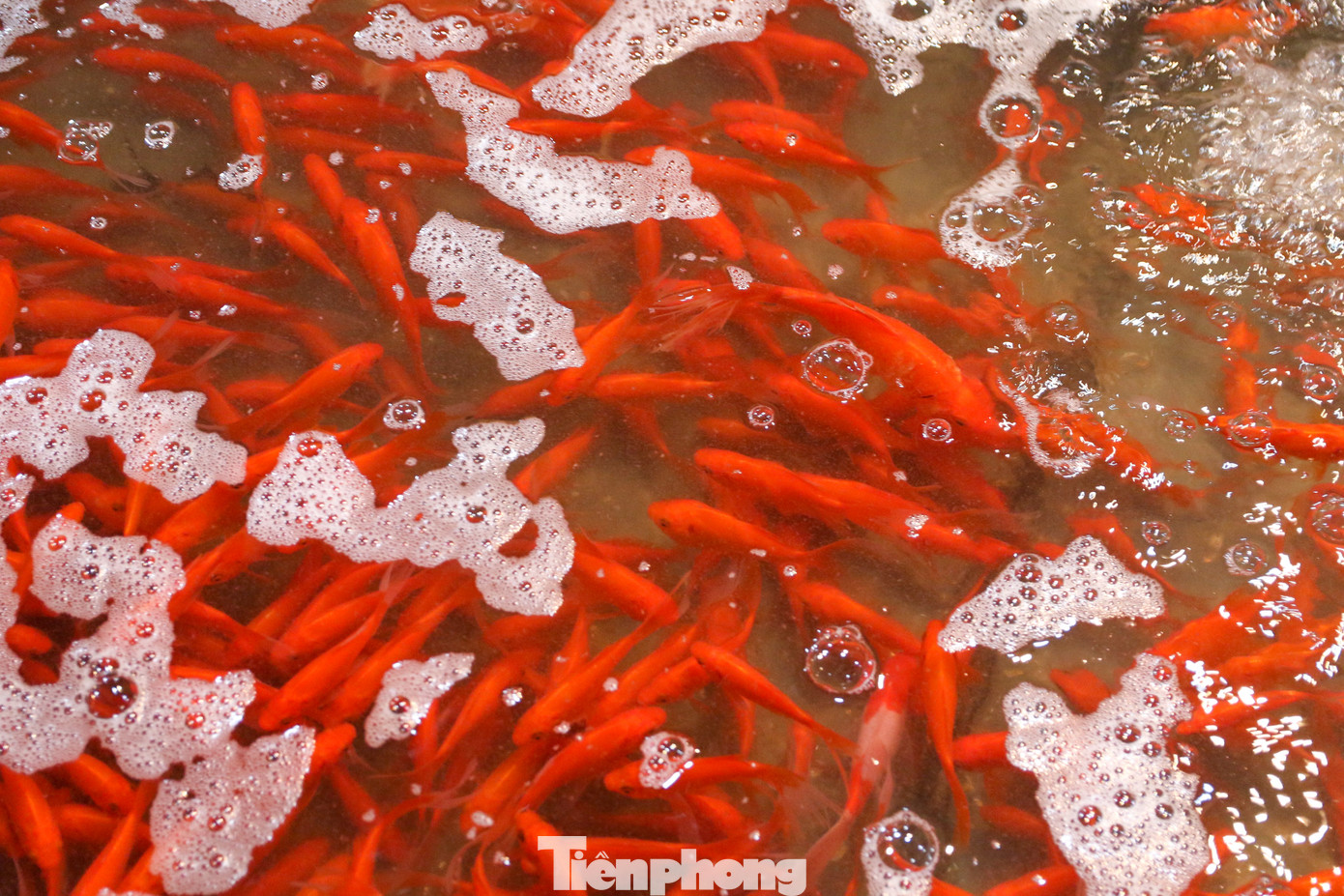 Cá chép theo tín ngưỡng dân gian là một trong những đồ cúng quan trọng và không thể thiếu bên mâm cỗ cúng tiễn ông Công - ông Táo về trời.