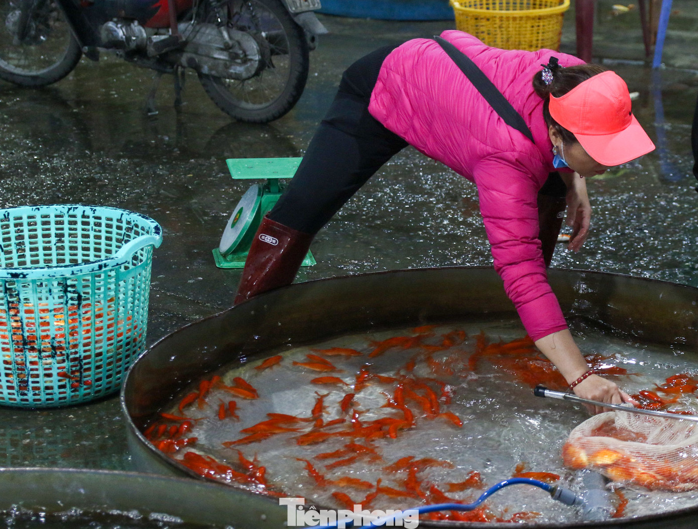 Khảo sát nhanh tại chợ, giá cả năm nay tại chợ giảm giá mạnh, nhiều tiểu thương lo lỗ do cá đã đặt từ trước.