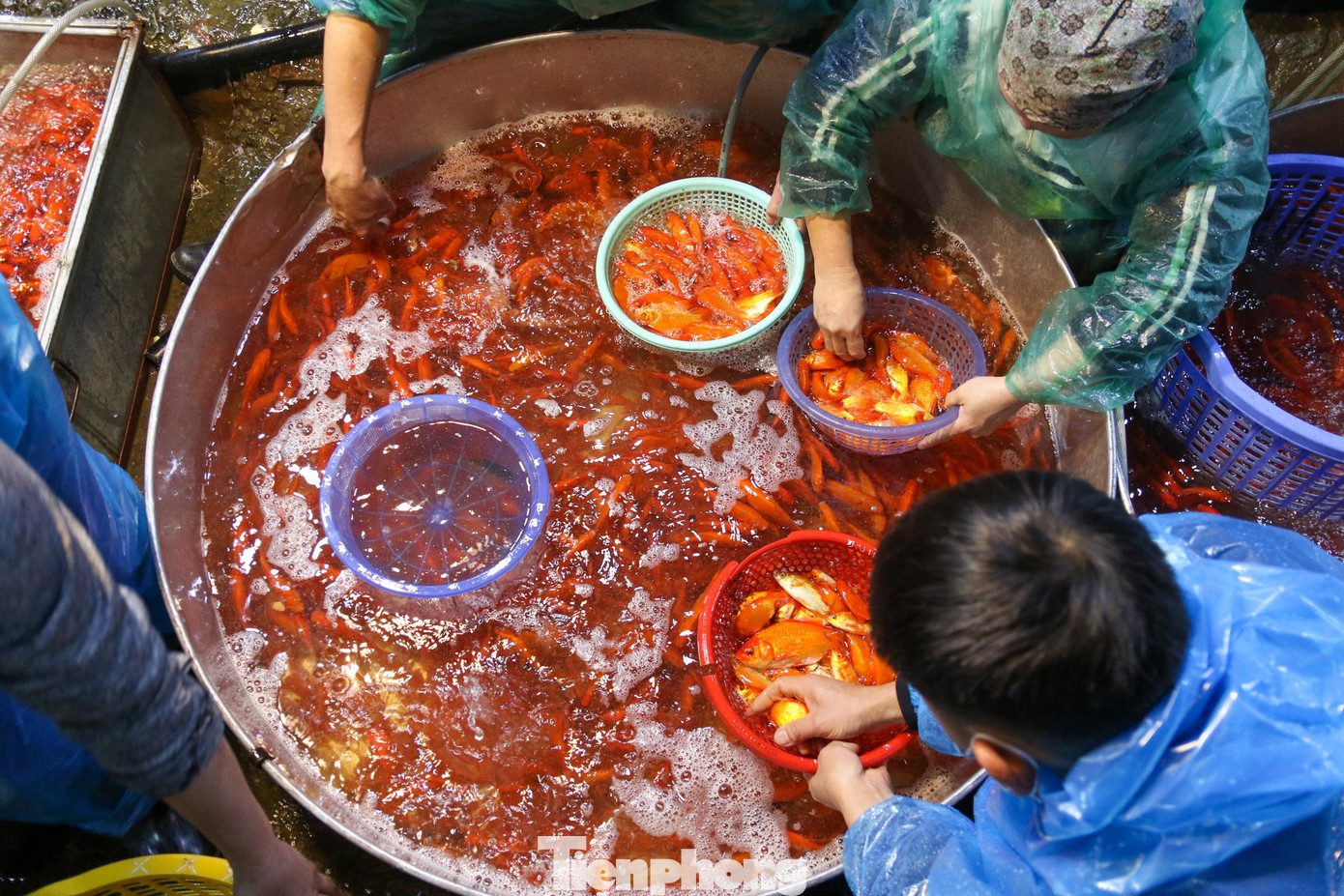 1 ngày trước lễ cúng ông Công - ông Táo, hàng trăm tiểu thương tất bật cho việc chăm sóc và vận chuyển cá chép phục vụ nhu cầu của người dân Hà Nội.