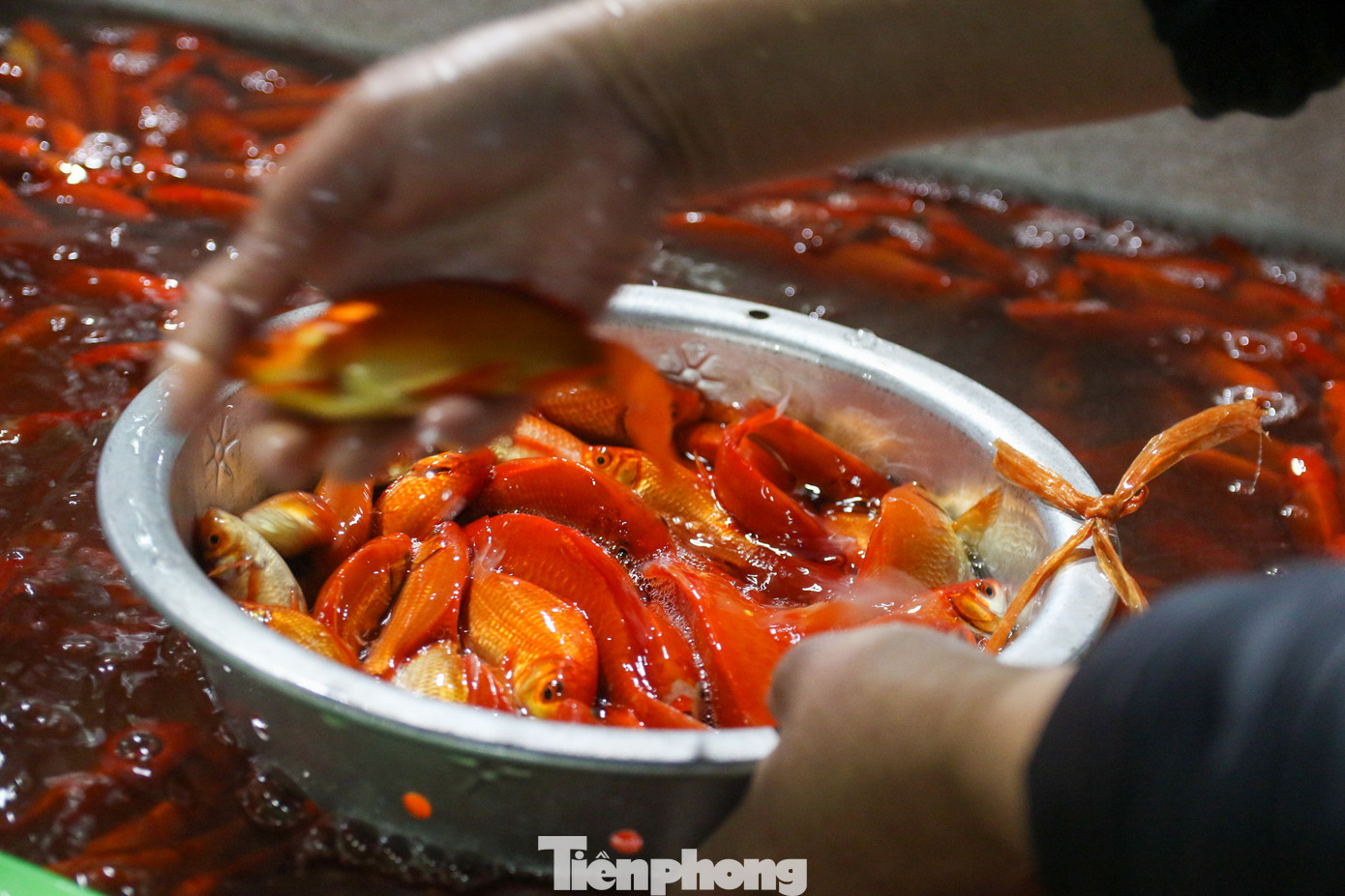 Hàng trăm, hàng nghìn con cá chép đỏ, vàng rực rỡ, nổi bật xuất hiện ở mọi gian hàng trong khu chợ.
