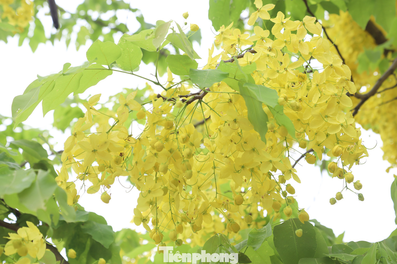 Mùa hoa muồng hoàng yến thường bắt đầu vào khoảng từ giữa tháng 5 đến hết tháng 7, rộ nhất vào khoảng đầu tháng 6.