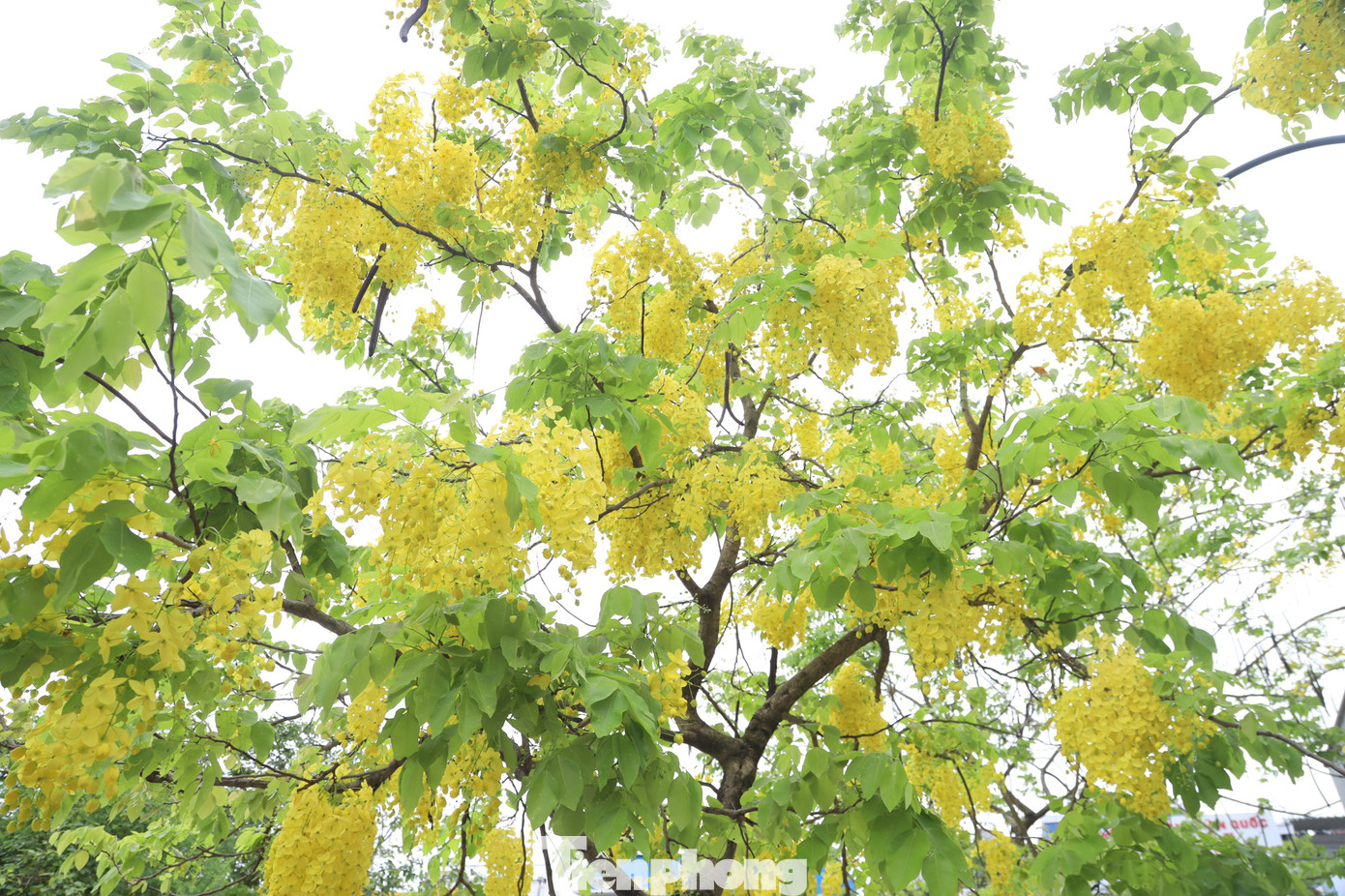 Những ngày này, muồng hoàng yến đồng loạt trổ hoa vàng ruộm khắp các tuyến phố của Thủ đô.