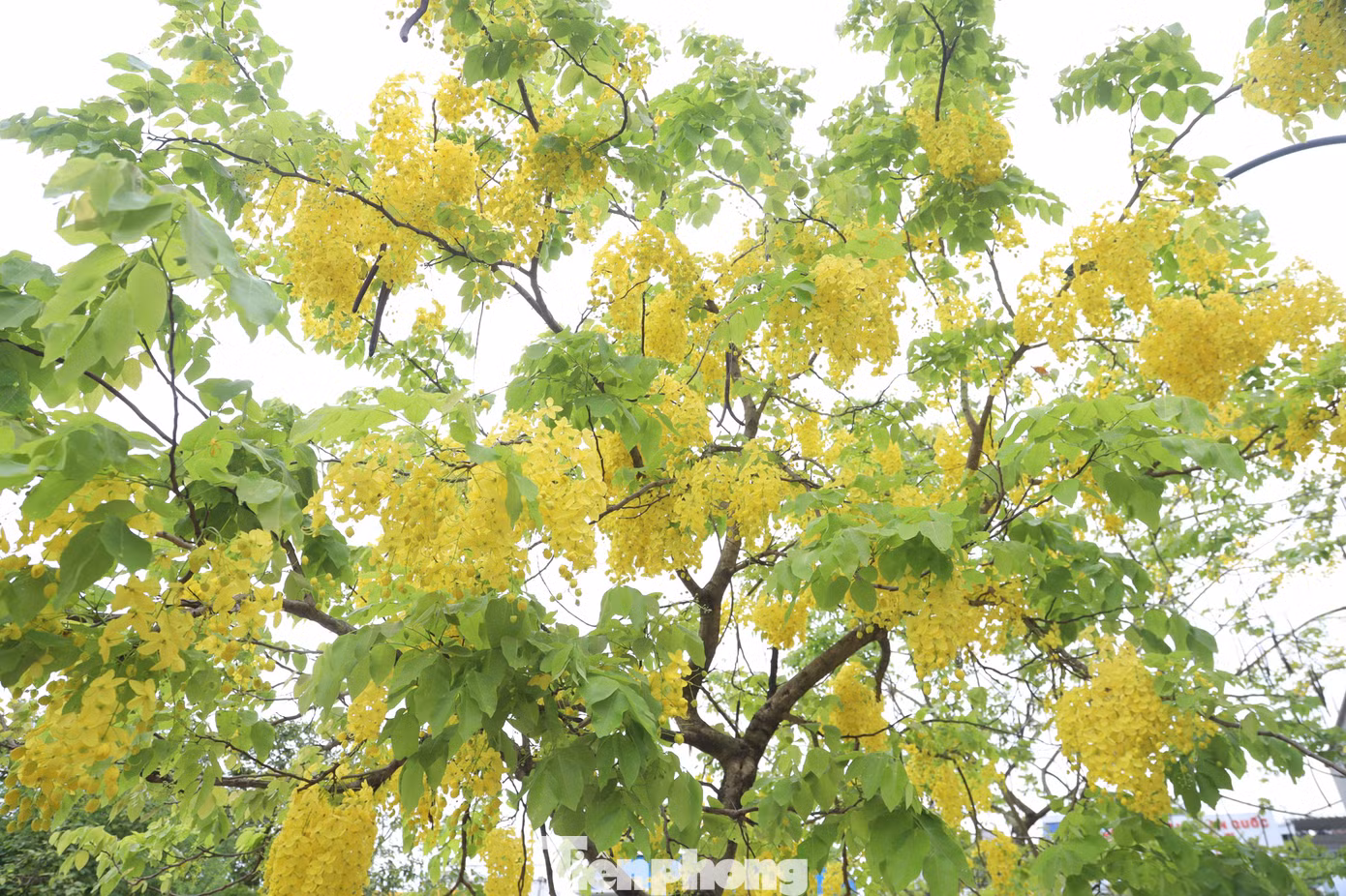 Những ngày này, muồng hoàng yến đồng loạt trổ hoa vàng ruộm khắp các tuyến phố của Thủ đô.