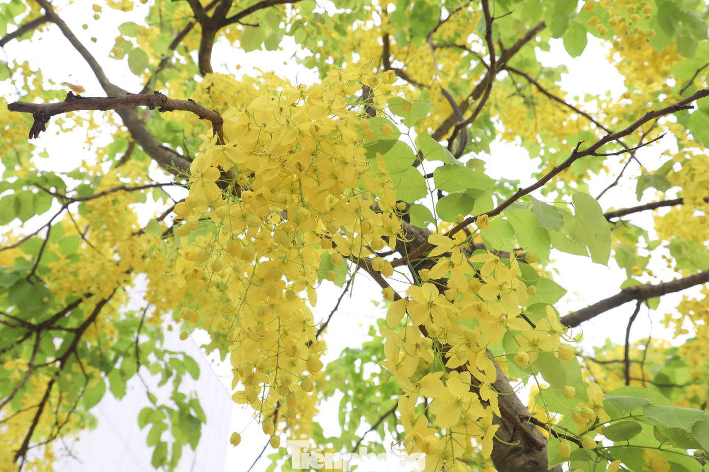 Đến mùa hoa nở, không gian như được trải một màu vàng óng ánh, long lanh, rực rỡ.