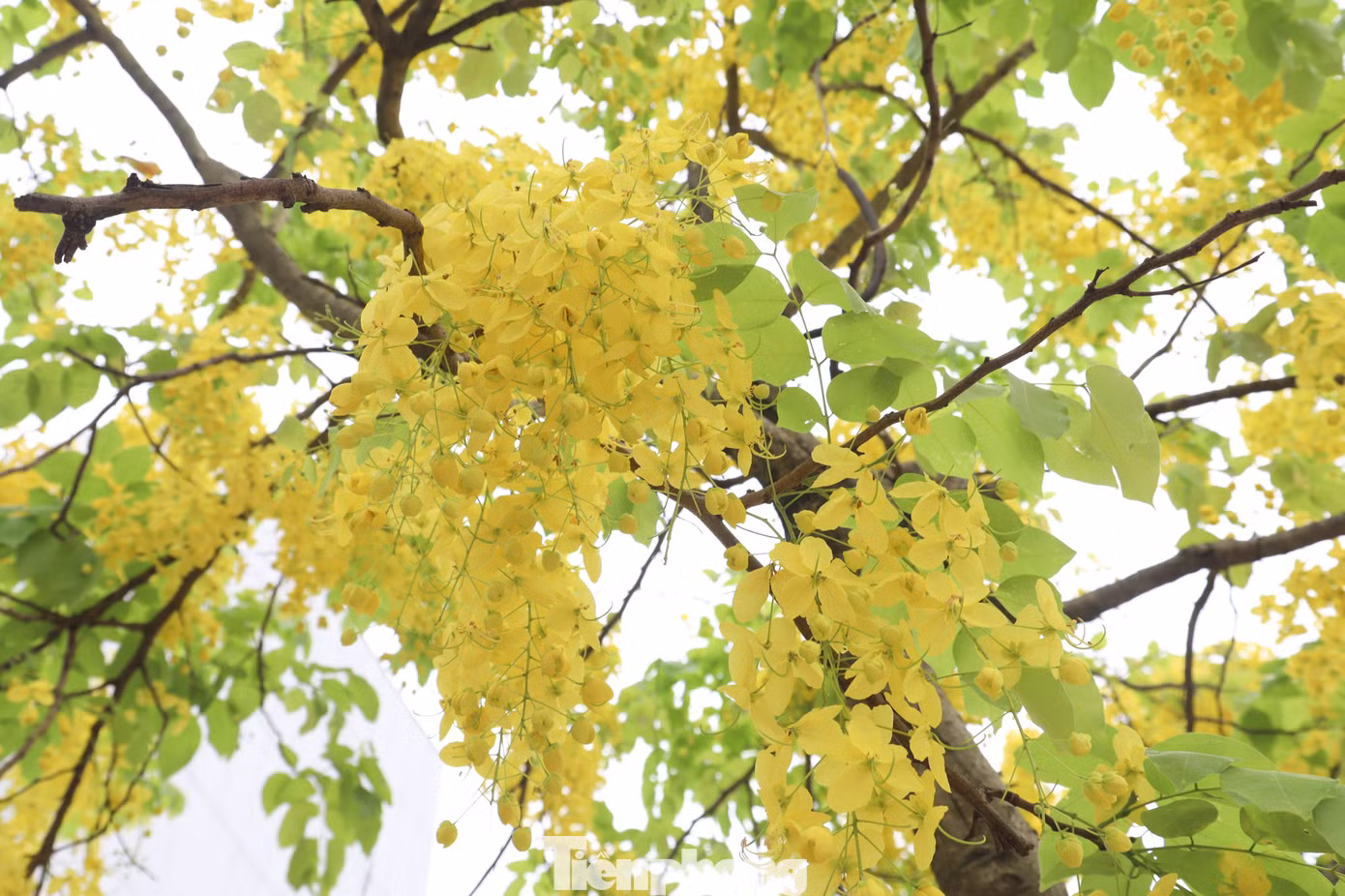 Đến mùa hoa nở, không gian như được trải một màu vàng óng ánh, long lanh, rực rỡ.