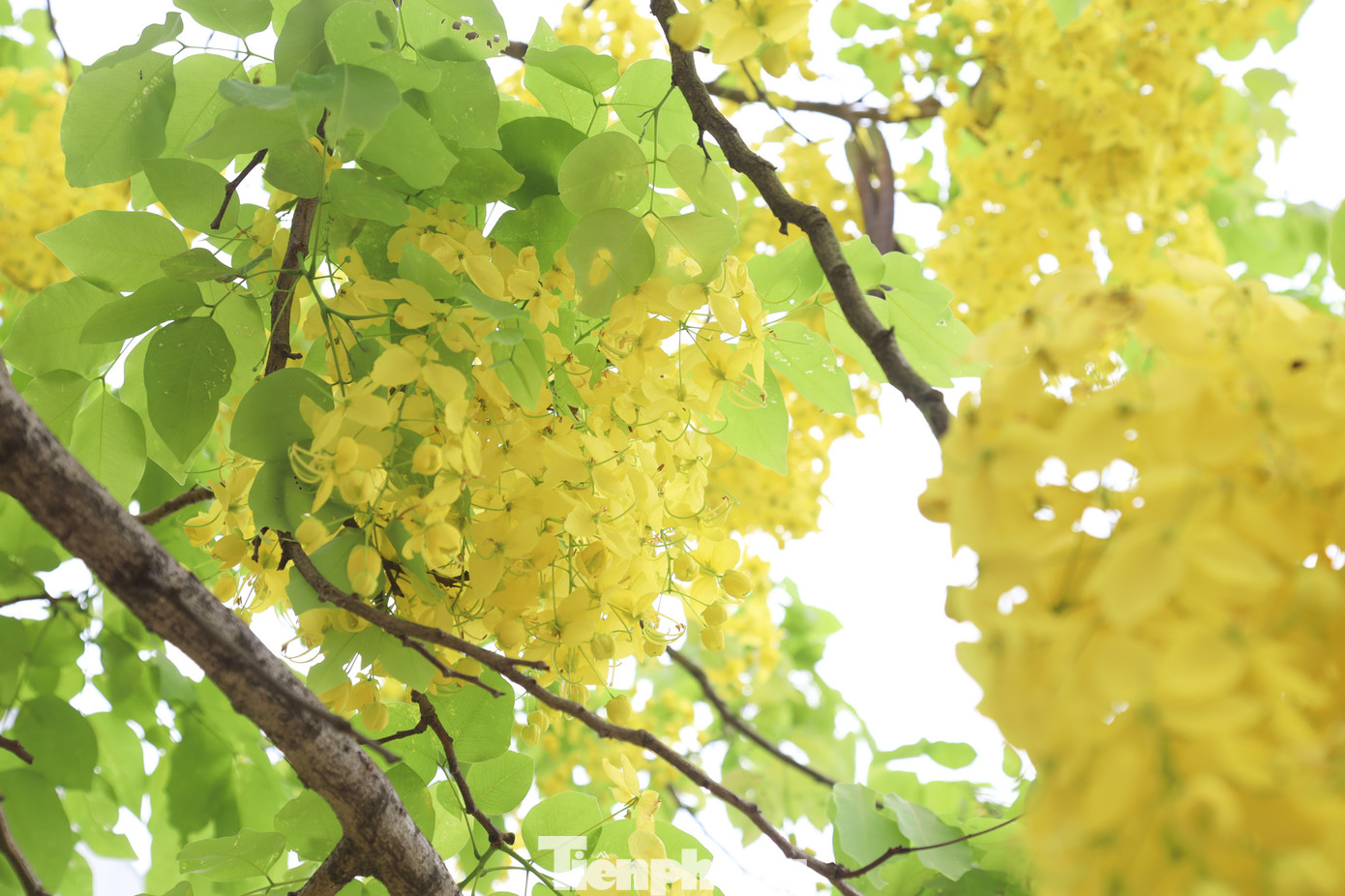 Hoa muồng hoàng yến mọc thành từng chùm với độ dài từ 20 - 40 cm.