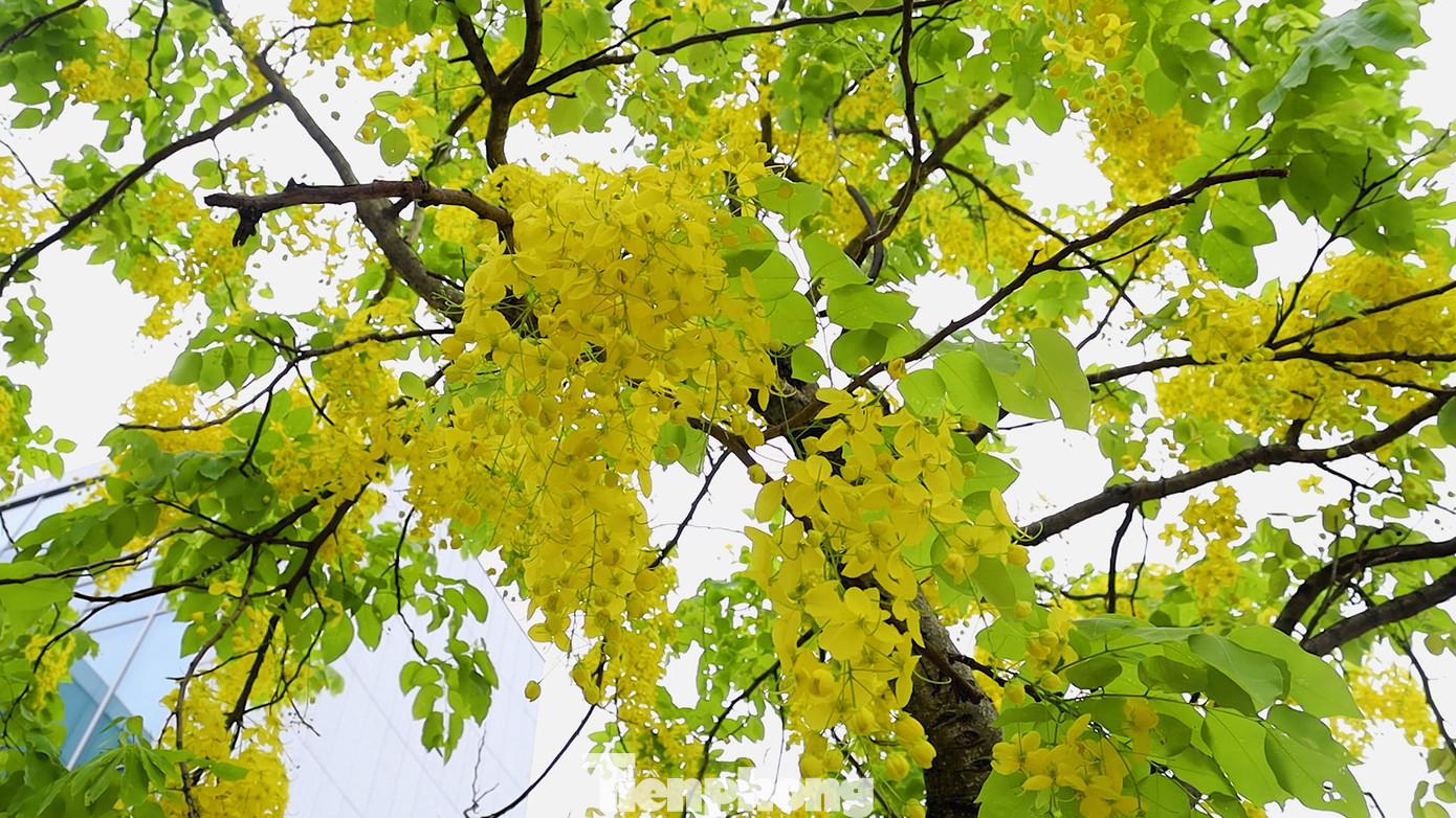 Cánh hoa muồng hoàng yến hình bầu dục mặt ngoài phủ lông mượt.