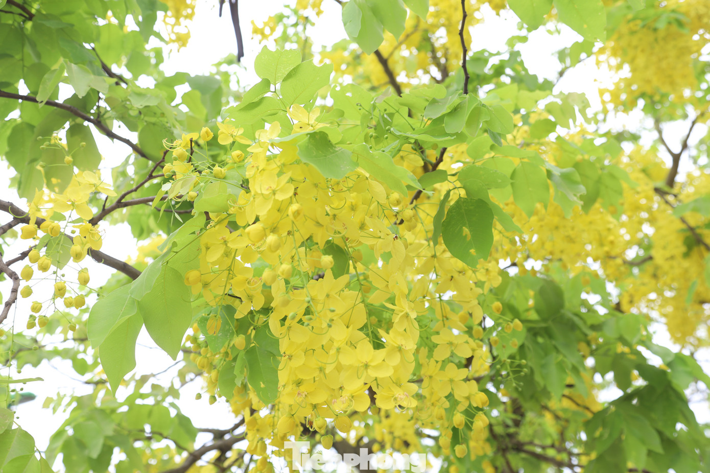 Dưới nắng đầu hè của Hà Nội, hoa muồng hoàng yến trở nên rực rỡ, nhuộm vàng cả một góc trời Thủ đô.