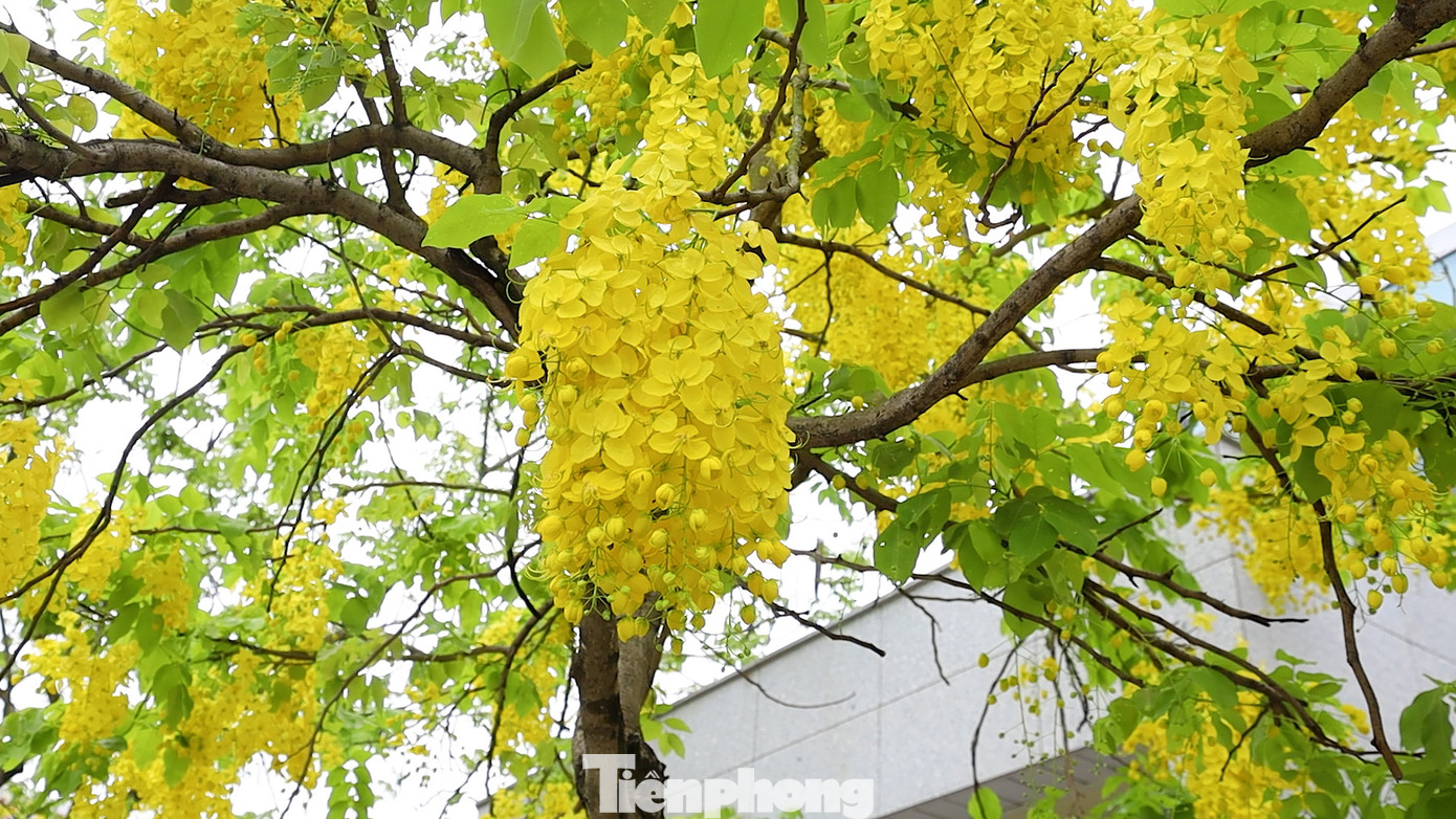 Muồng hoàng yến còn có tên là muồng hoàng hậu, hoa lồng đèn, bò cạp nước, bò cạp vàng, Osaka, mai dây, cây xuân muộn, mai nở muộn...