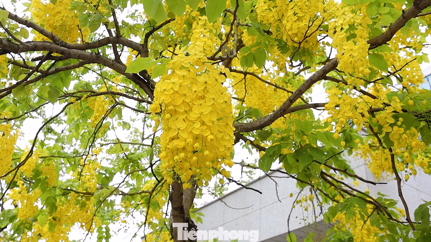 Muồng hoàng yến còn có tên là muồng hoàng hậu, hoa lồng đèn, bò cạp nước, bò cạp vàng, Osaka, mai dây, cây xuân muộn, mai nở muộn...