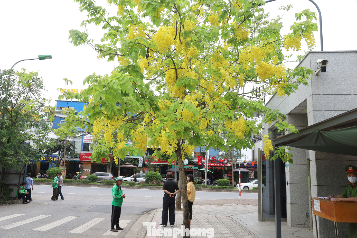 Đây là loài cây được trồng như một loại cây cảnh trên nhiều tuyến phố của Hà Nội.
