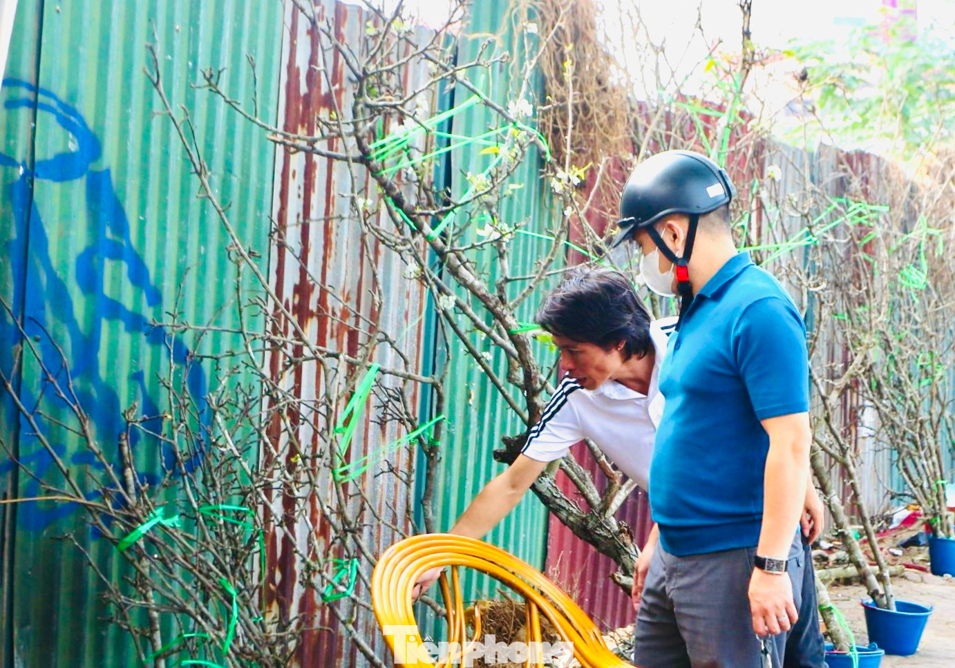 Hoa lê rừng thường nở thành chùm lớn, lâu tàn bởi đã quen với thời tiết khắc nghiệt miền sơn cước. Người chơi còn đặc biệt thích thú khi một số cành sau khi hoa tàn còn có thể cho ra quả lê nhỏ.