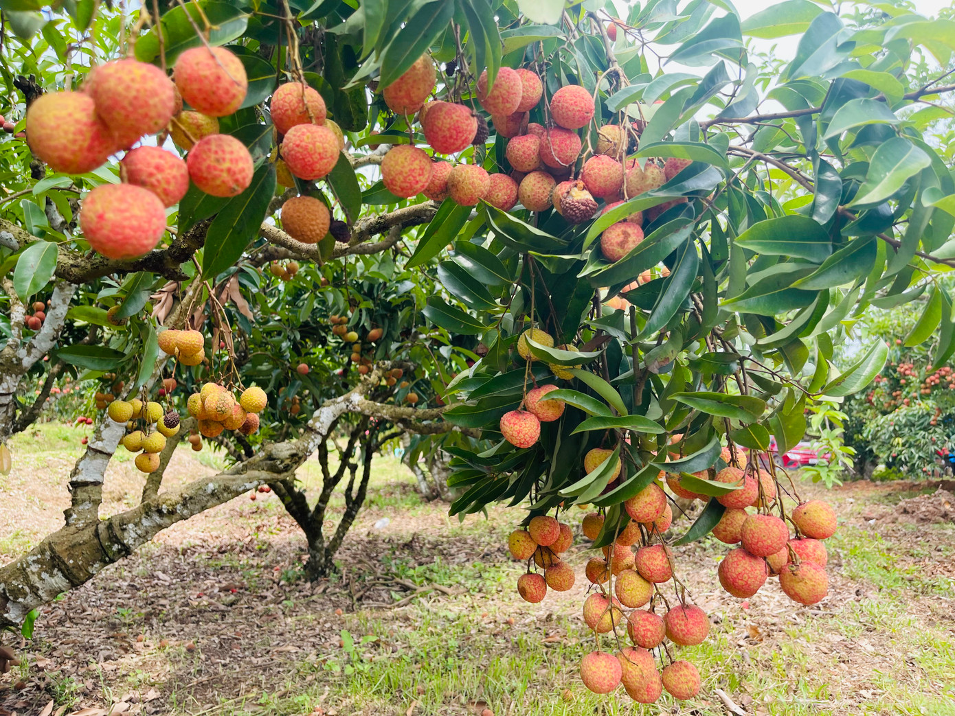 Nhắc đến Lục Ngạn là nhắc đến trái vải thiều - đặc sản nổi tiếng trong nước và quốc tế.