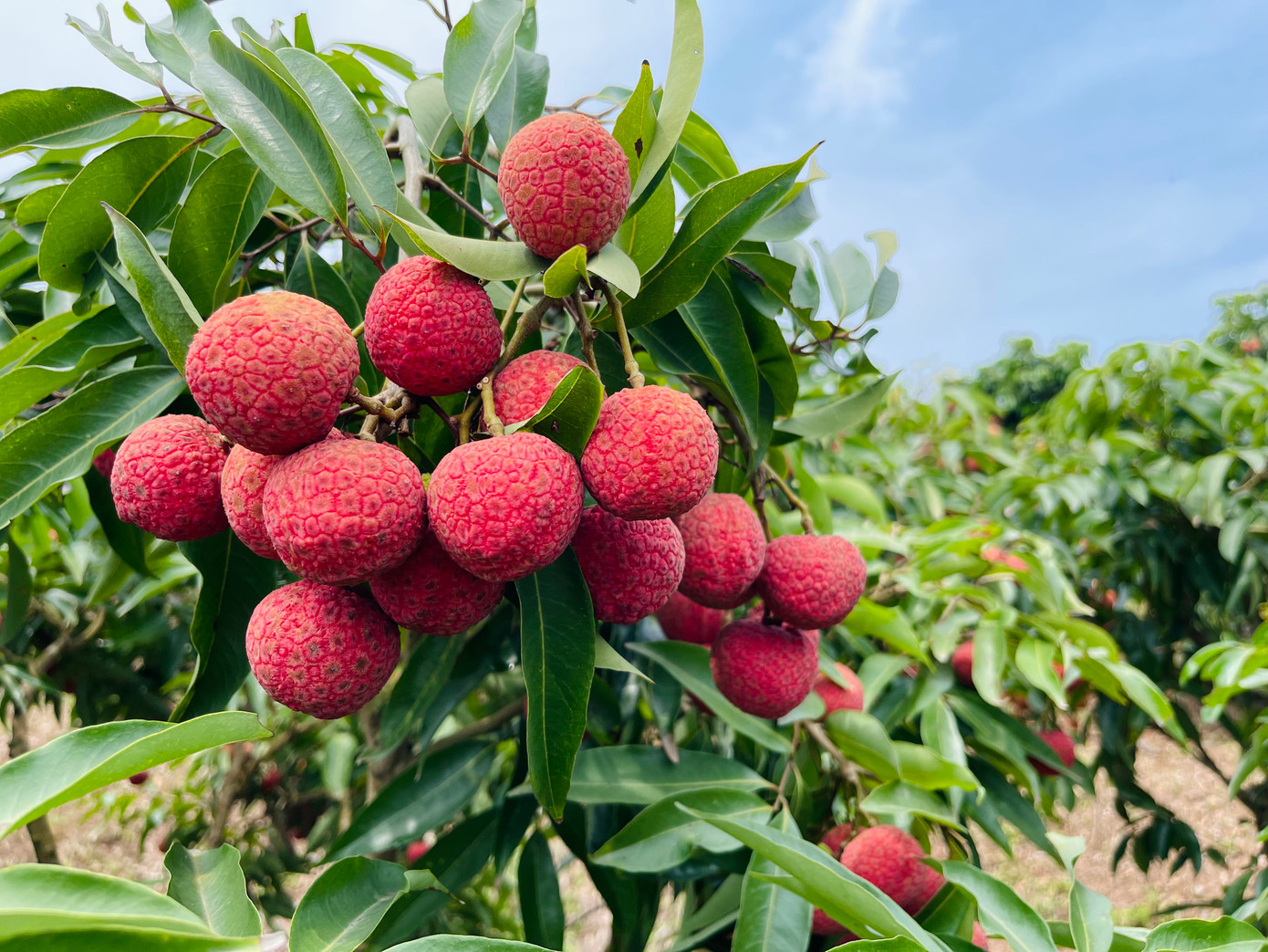 Phấn đấu sớm đưa du lịch trở thành ngành kinh tế quan trọng và ngày càng chiếm tỷ trọng cao trong cơ cấu kinh tế của huyện.