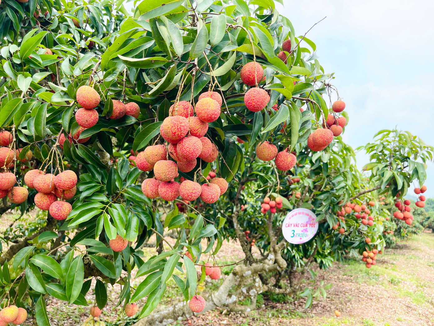 Để quảng bá, giới thiệu và thu hút du khách đến tham quan, trải nghiệm và mua sắm vải thiều, sản phẩm đặc trưng của huyện nhà.