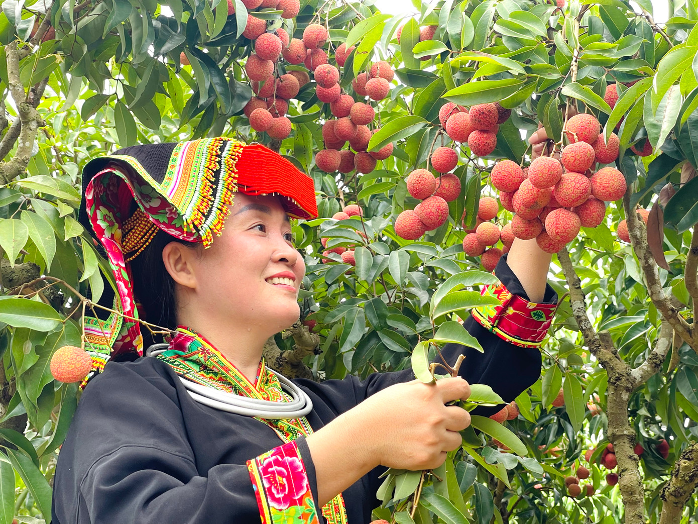 Chị Mỵ du khách đến từ Lạng Sơn rất thích thú khi lần đầu được trải nghiệm tham gia hái vải tại vườn và chứng kiến cuộc thi hái vải gay cấn giữa các đội trong thôn, xã.