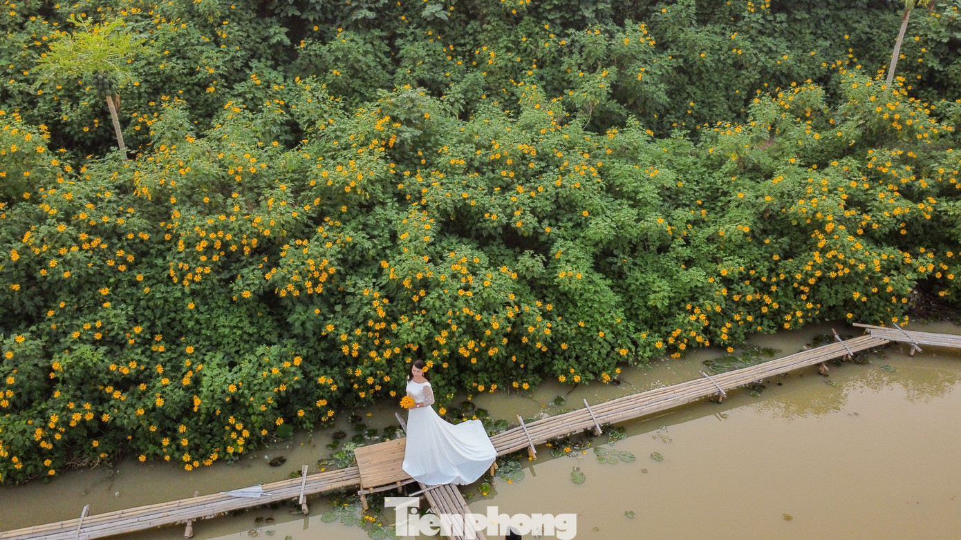 Hiện tại, ngay giữa lòng Thủ đô đã có cả "rừng" hoa dã quỳ đang khoe sắc.