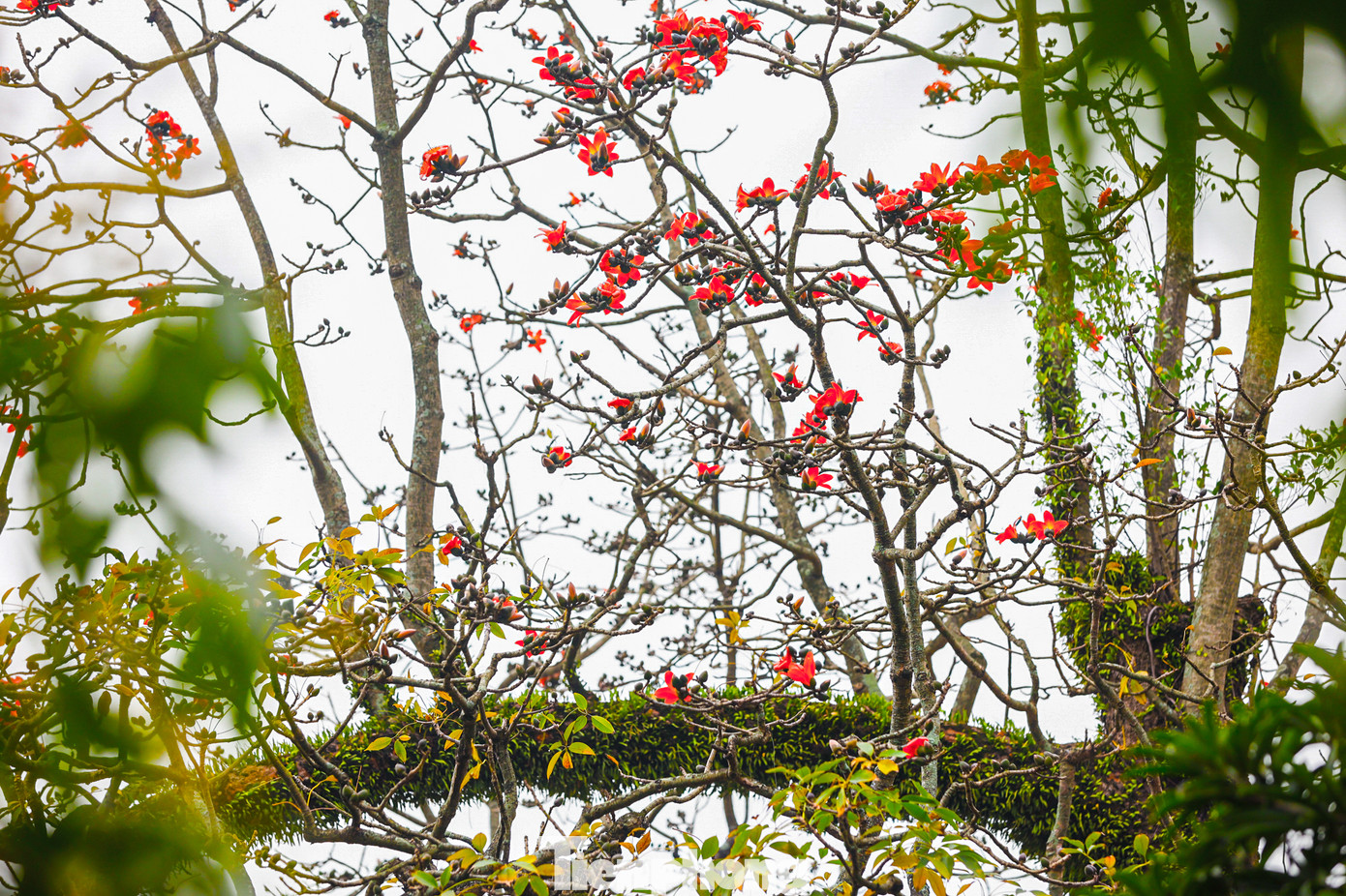 Hoa gạo thường nở trong tháng 3, thời gian tuy không quá dài những cũng đủ làm cho nhiều người mê mẩn.