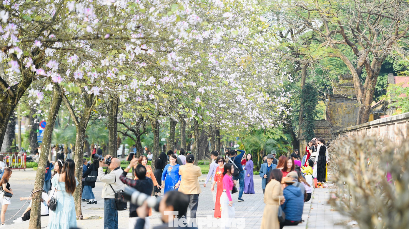 Khu vực đường Bắc Sơn giao với đường Hoàng Diệu là con đường có nhiều hoa ban trắng nở đẹp nhất Hà Nội thu hút đông người đến chụp ảnh check-in.