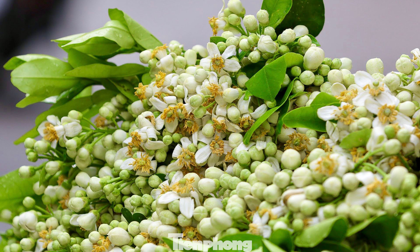 Những ngày này, sắc hoa bưởi đã tràn ngập trên các khu phố cổ của Hà Nội.