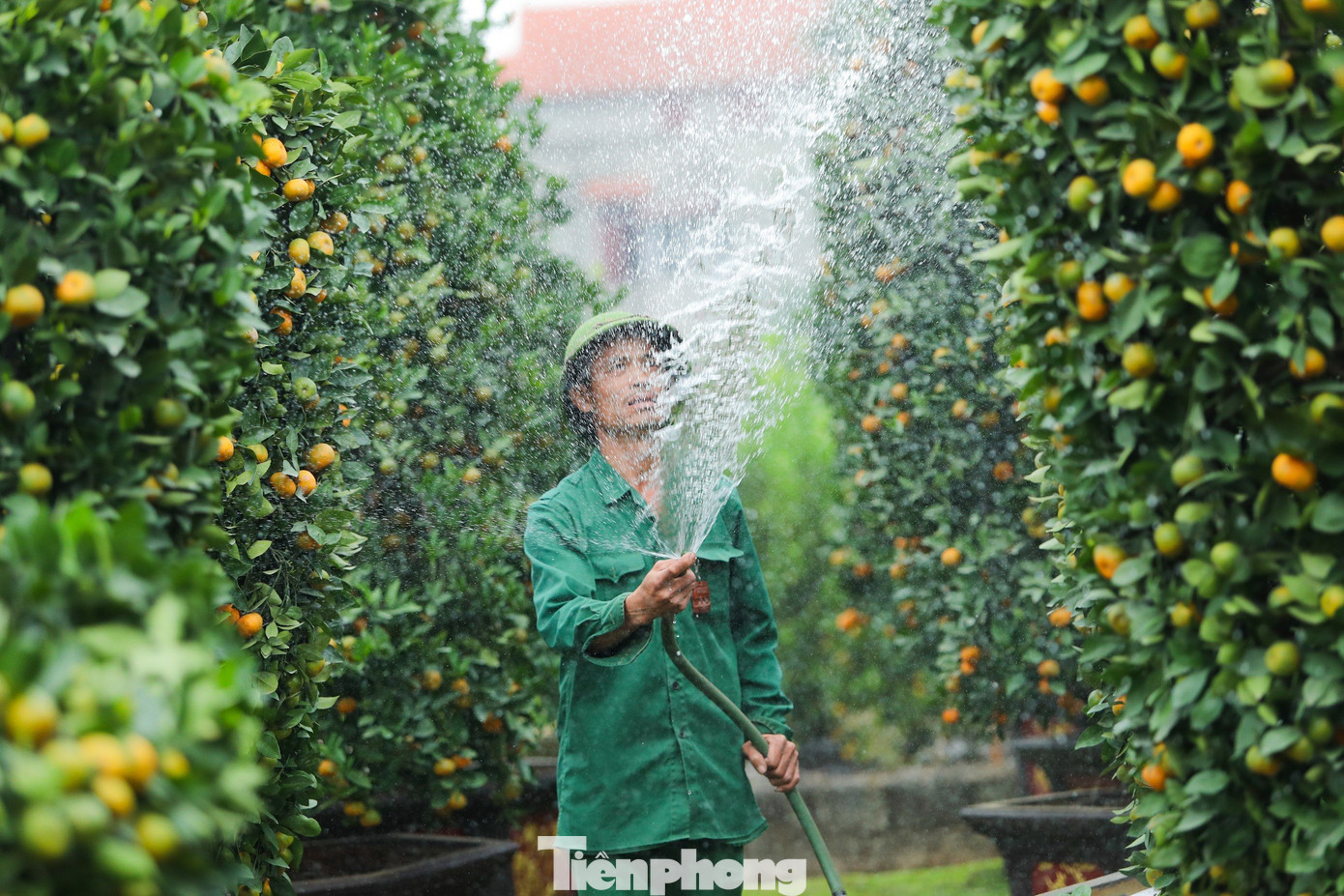 Năm đầu gia đình anh Thạnh dự kiến thí điểm làm tạo dáng khoảng 20 cây quýt có hình thỏi vàng tài lộc để đưa ra thăm dò thị trường. Để tạo được dáng quýt thỏi vàng độc đáo này, cây quýt phải có tuổi đời từ 3 đến 6 năm, thời gian tạo ra kiểu dáng mất 6 đến 10 ngày.