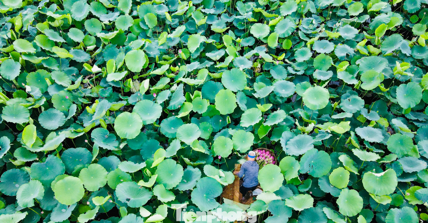 Tháng 6 khi sen hồng bắt đầu nở rộ tại các đầm ở Hồ Tây cũng là lúc người làm nghề ướp trà sen trứ danh Bách Diệp ở Hồ Tây tại phường Quảng An (Tây Hồ, Hà Nội) lại tất bật vào vụ mùa mới.