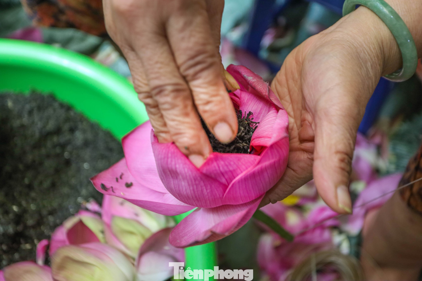 Để làm ra một kg trà sen, người nghệ nhân cần tới 1.000-1.200 bông sen. Mọi công đoạn ướp trà sen đều được làm thủ công hoàn toàn.