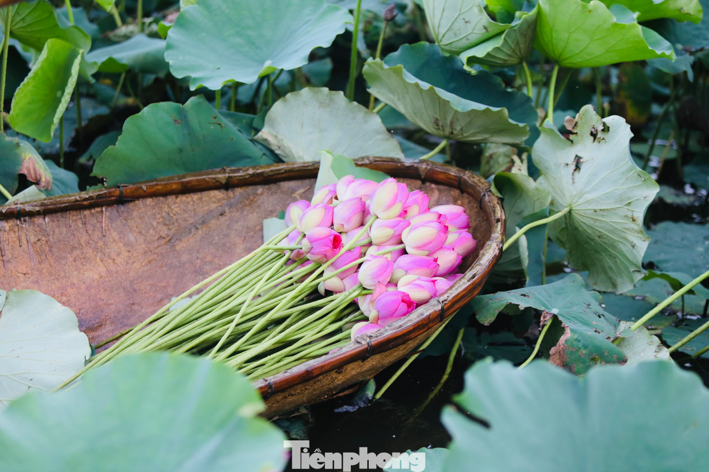 Từ cuối tháng 5, sen đã nở nhưng thời điểm chính vụ và thu hoạch nhiều nhất là giữa tháng 6 và đầu tháng 7.