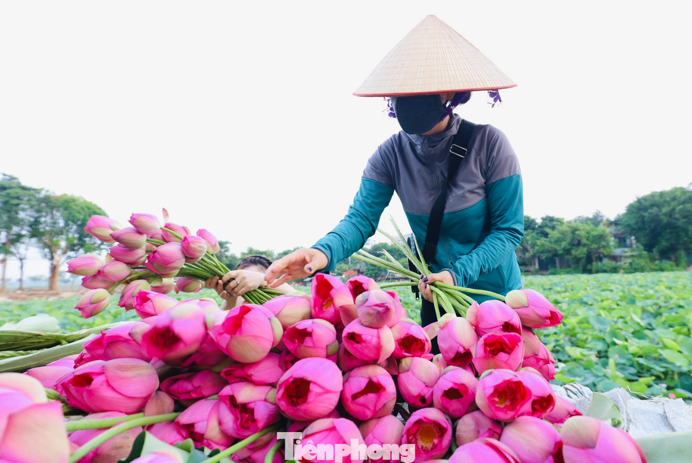 Đầm sen ở Hồ Tây chủ yếu là loài sen Bách Diệp, loại sen đặc biệt này dùng để ướp ra loại trà được mệnh danh là đệ nhất trà Hà thành.