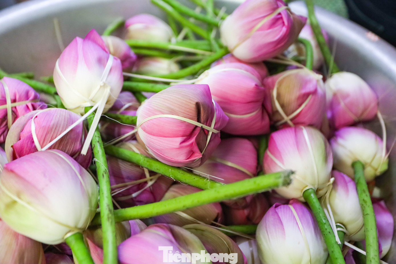 Từ lâu trà sen Hồ Tây đã trở thành một thức quà nổi tiếng của người Hà Nội.