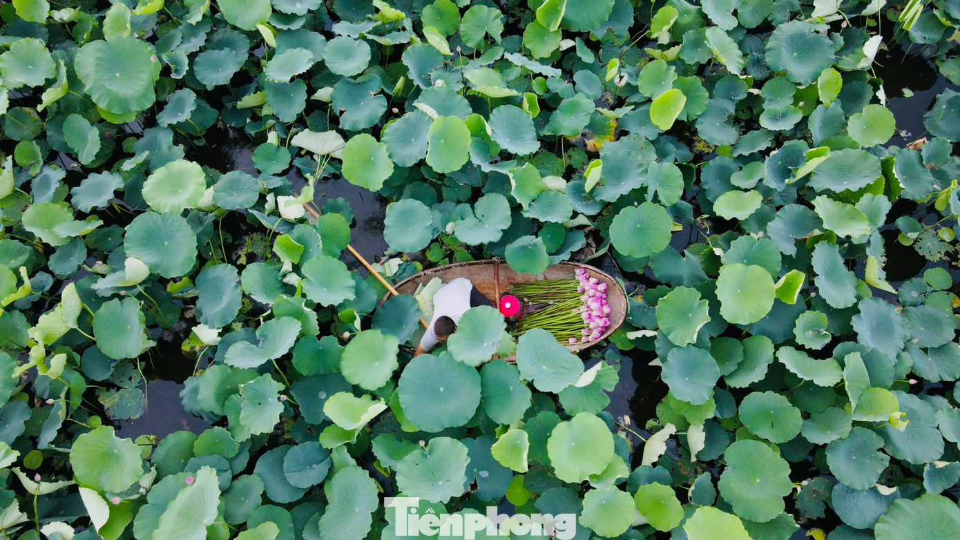 Tháng 6 khi sen hồng bắt đầu nở rộ tại các đầm ở Hồ Tây cũng là lúc người làm nghề ướp trà sen trứ danh Bách Diệp ở Hồ Tây tại phường Quảng An (Tây Hồ, Hà Nội) lại tất bật vào vụ mùa mới.