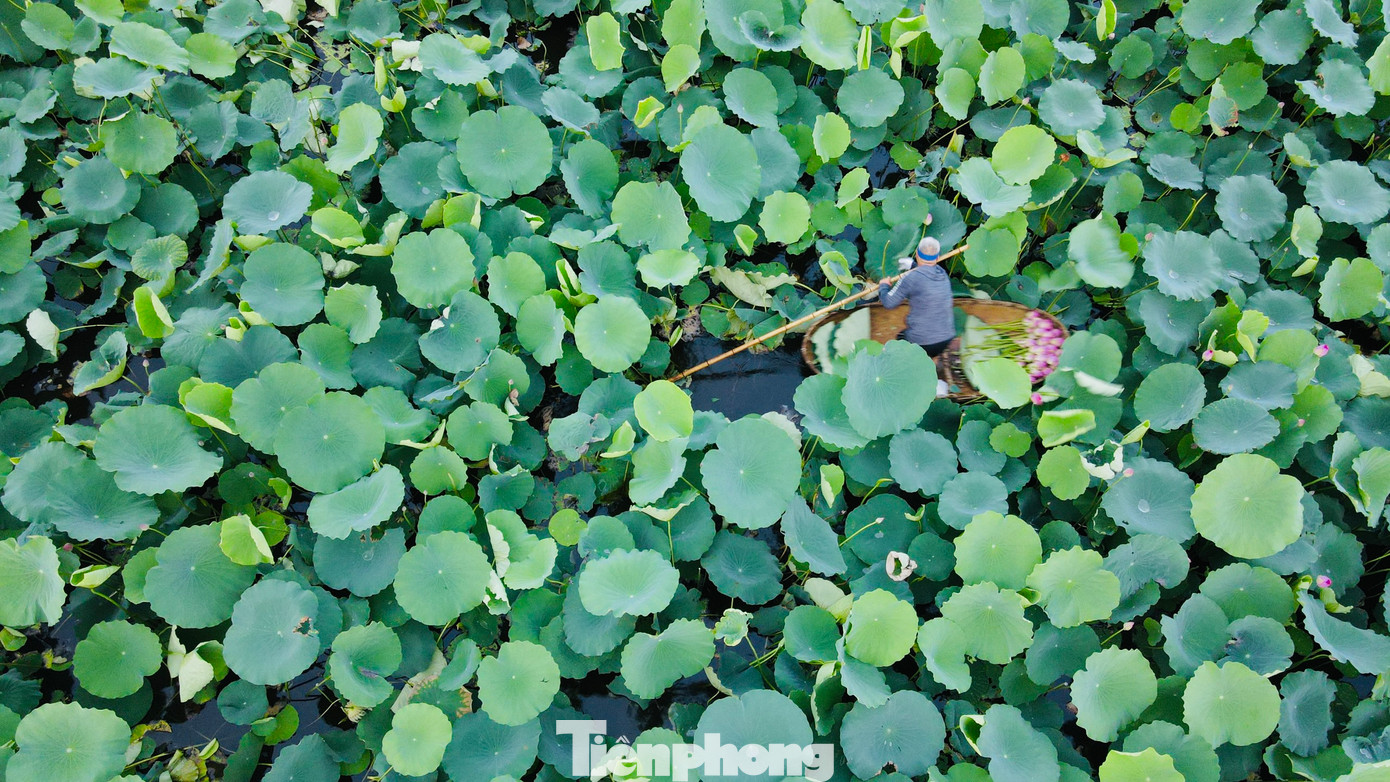 Tháng 6 khi sen hồng bắt đầu nở rộ tại các đầm ở Hồ Tây cũng là lúc người làm nghề ướp trà sen trứ danh Bách Diệp ở Hồ Tây tại phường Quảng An (Tây Hồ, Hà Nội) lại tất bật vào vụ mùa mới.