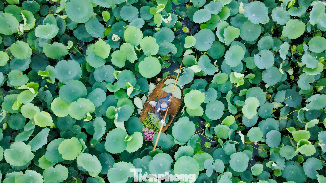 Tháng 6 khi sen hồng bắt đầu nở rộ tại các đầm ở Hồ Tây cũng là lúc người làm nghề ướp trà sen trứ danh Bách Diệp ở Hồ Tây tại phường Quảng An (Tây Hồ, Hà Nội) lại tất bật vào vụ mùa mới.