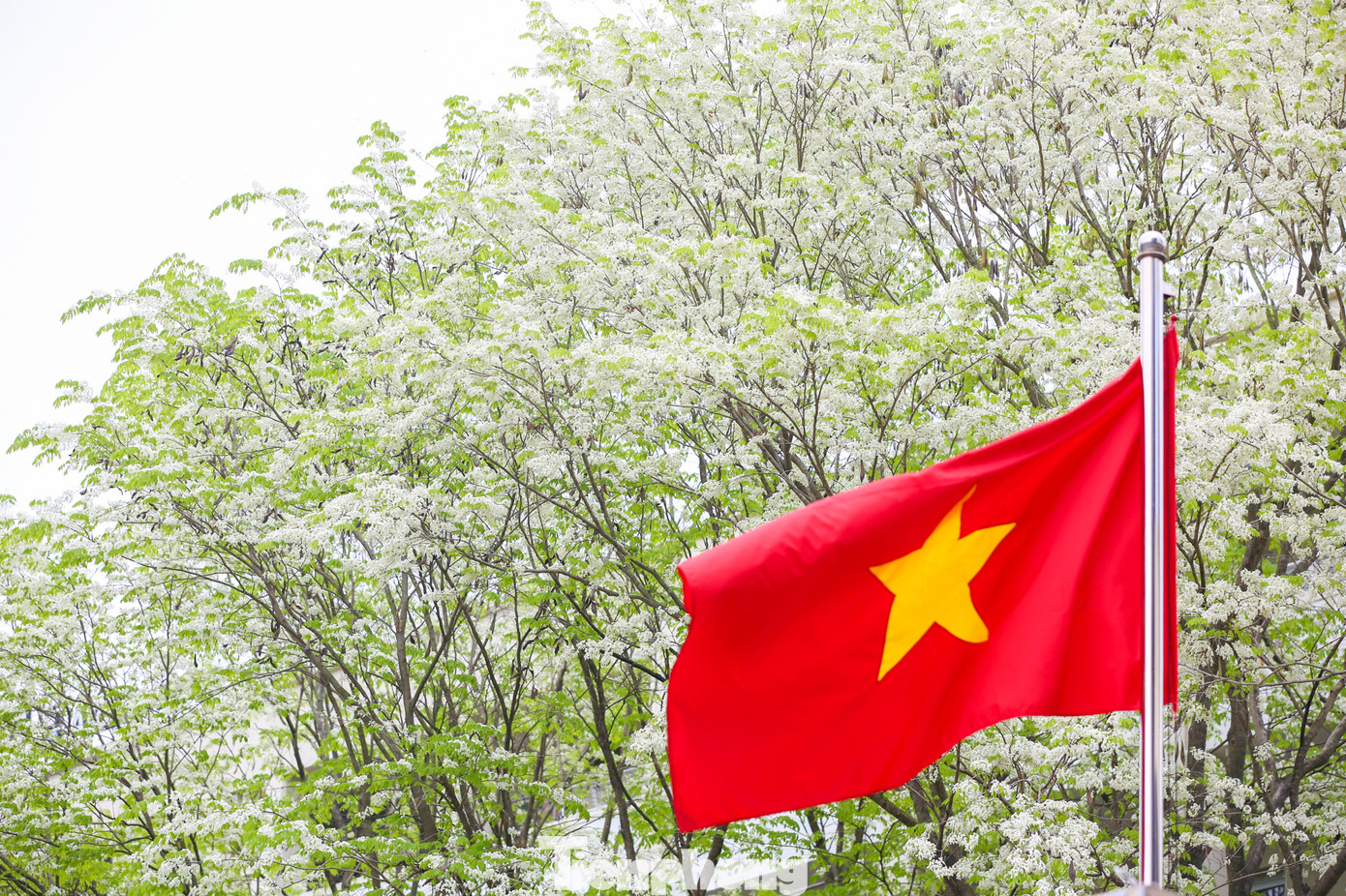 Hoa sưa được mọi người ví như loài hoa gọi mời tháng ba về, hoa thoáng nở chóng tàn, nhưng mang lại sắc rất riêng cho Hà Nội.