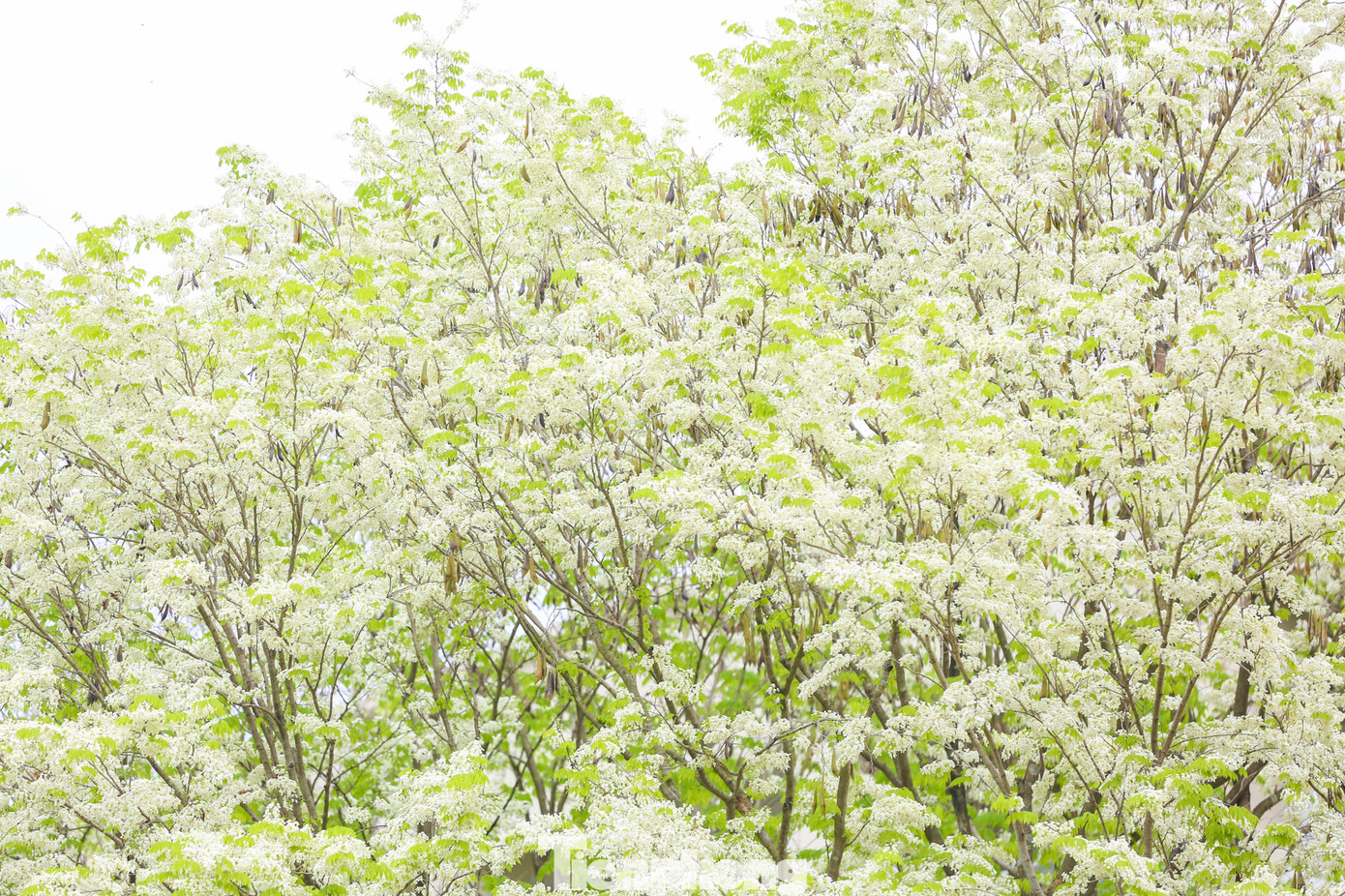 Hoa sưa trắng nở thành từng chùm vươn lên trời cao, rủ xuống rung rinh trong gió.