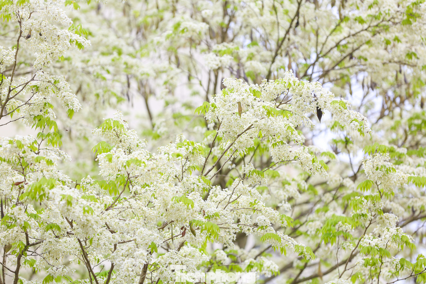 Mỗi khi có cơn gió nhẹ thổi qua, những bông hoa sưa mỏng manh lại xao động rơi lả tả xuống con phố tạo cảm giác mơ màng giữa thời tiết se lạnh ở Hà Nội.