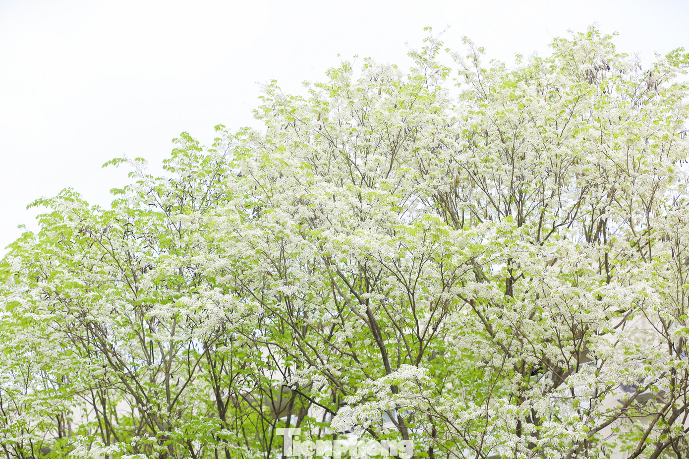 Hoa sưa mang vẻ đẹp trong sáng với nét quyến rũ rất riêng, sẽ chẳng ở đâu bạn bắt gặp một được mùa hoa sưa đẹp như ở Hà Nội.