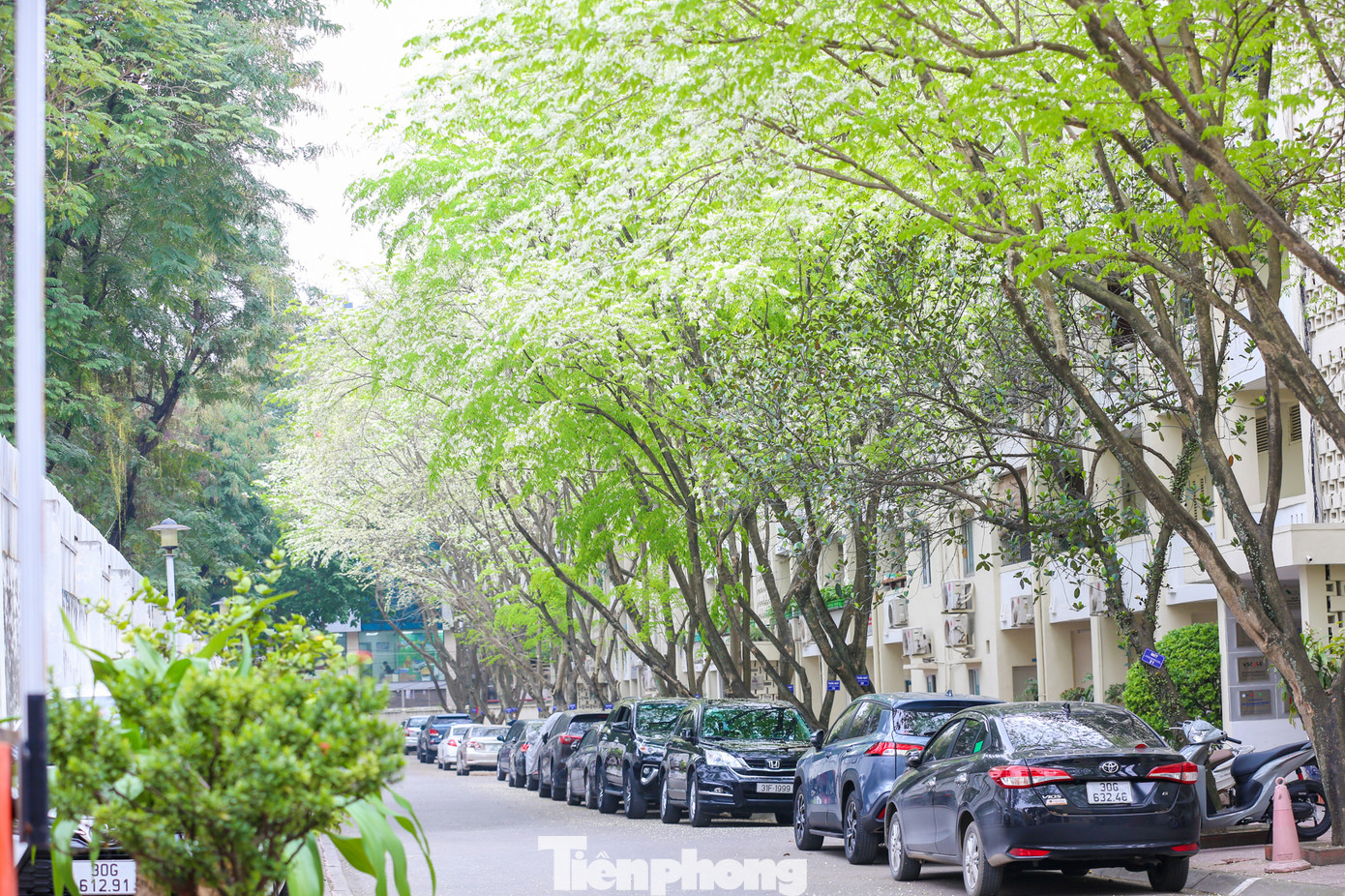 Sắc trắng tinh khôi của hoa sưa trên những thân cây khẳng khiu trụi lá khiến nhiều người ngẩn ngơ.