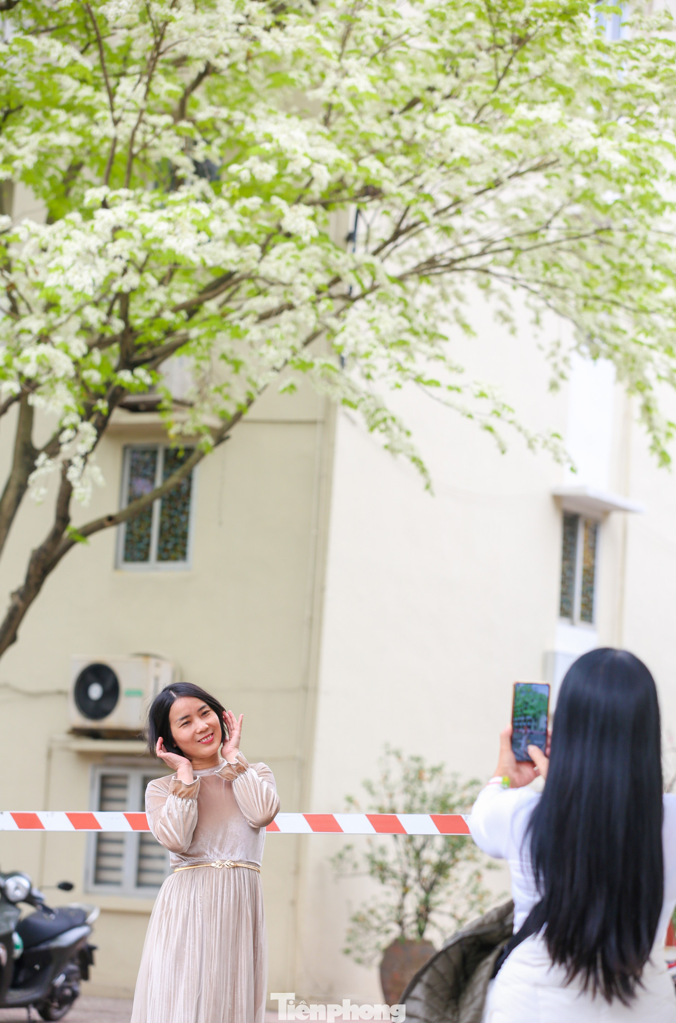 Hoa sưa từ lâu đã luôn chiếm được trọn vẹn cảm tình của người dân Hà Nội.