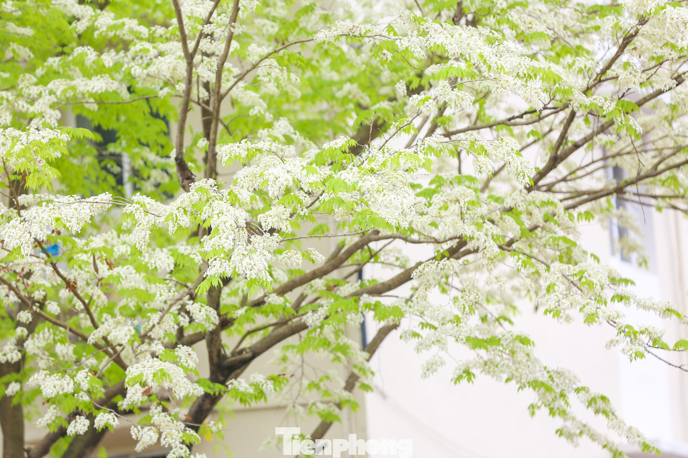 Khi mùa đông đã qua nhường chỗ cho trời xanh, mây trắng, nắng vàng thì cũng là thời điểm những hàng sưa bắt đầu nở hoa trắng muốt.