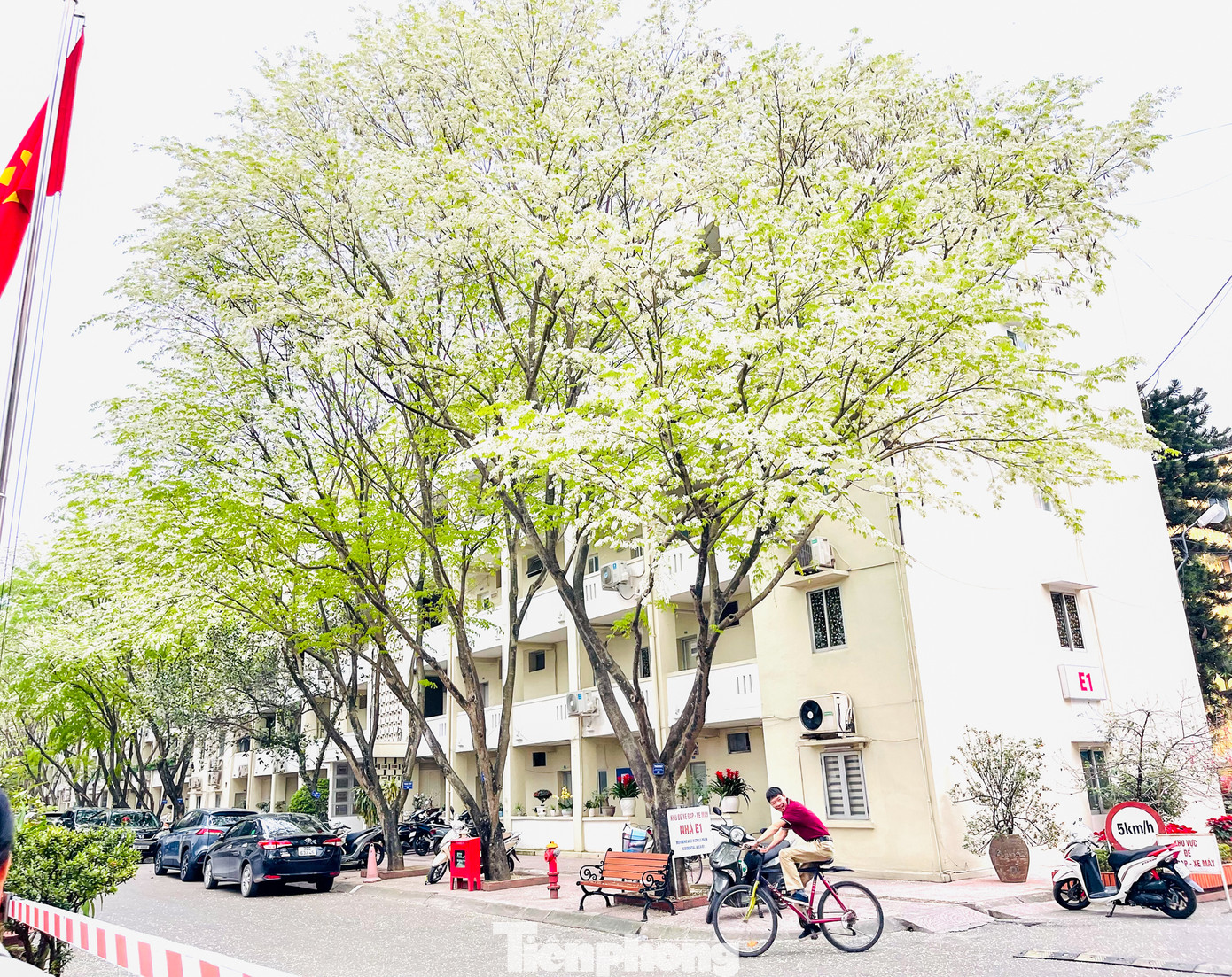 Mùa hoa sưa ở Hà Nội thường bắt đầu từ cuối tháng 2, trong tiết xuân với đặc trưng mưa phùn và khí hậu nồm ẩm.