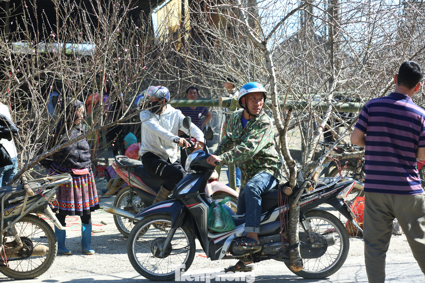 Đào được người Mông trồng và chở đi bán, đây là loại cây được rất nhiều người ưa chuộng vì hoa đào vùng cao khác lạ, cây đào chơi được lâu hơn so với các loại khác.